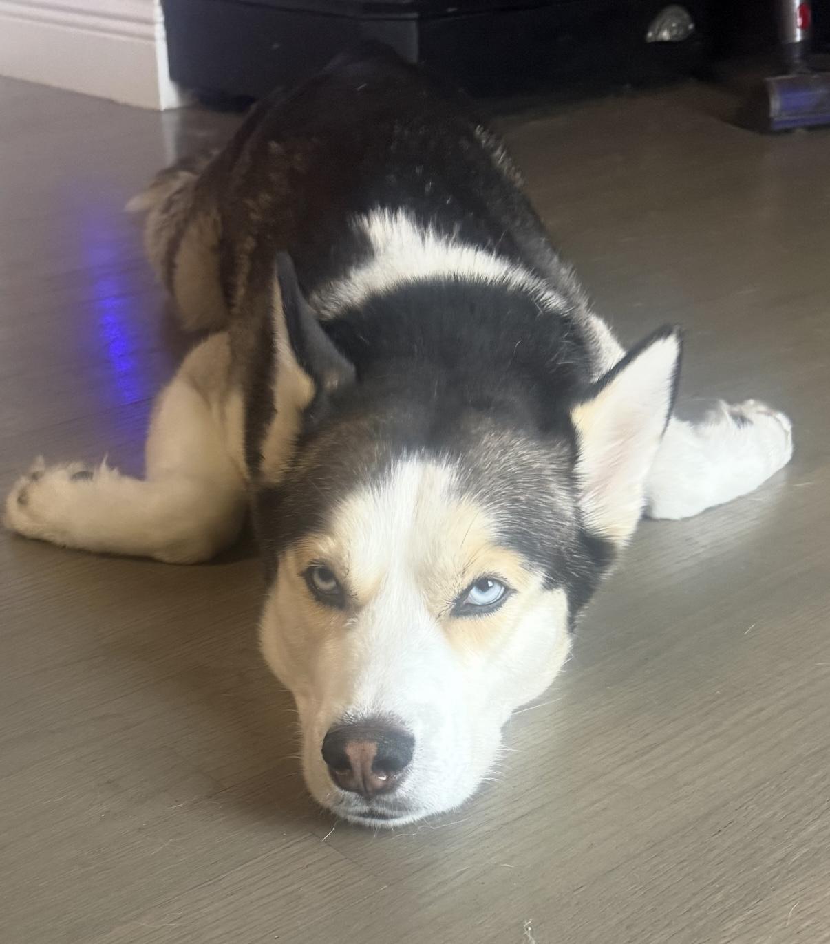 Enlarge Loki, a ADOPTABLE Siberian Husky in West Palm Beach, FL image 3/5