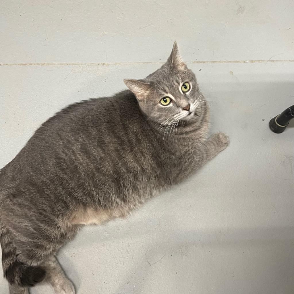 Enlarge OSCAR, a Adoptable mixed breed in Battle Creek, MI image 1/2