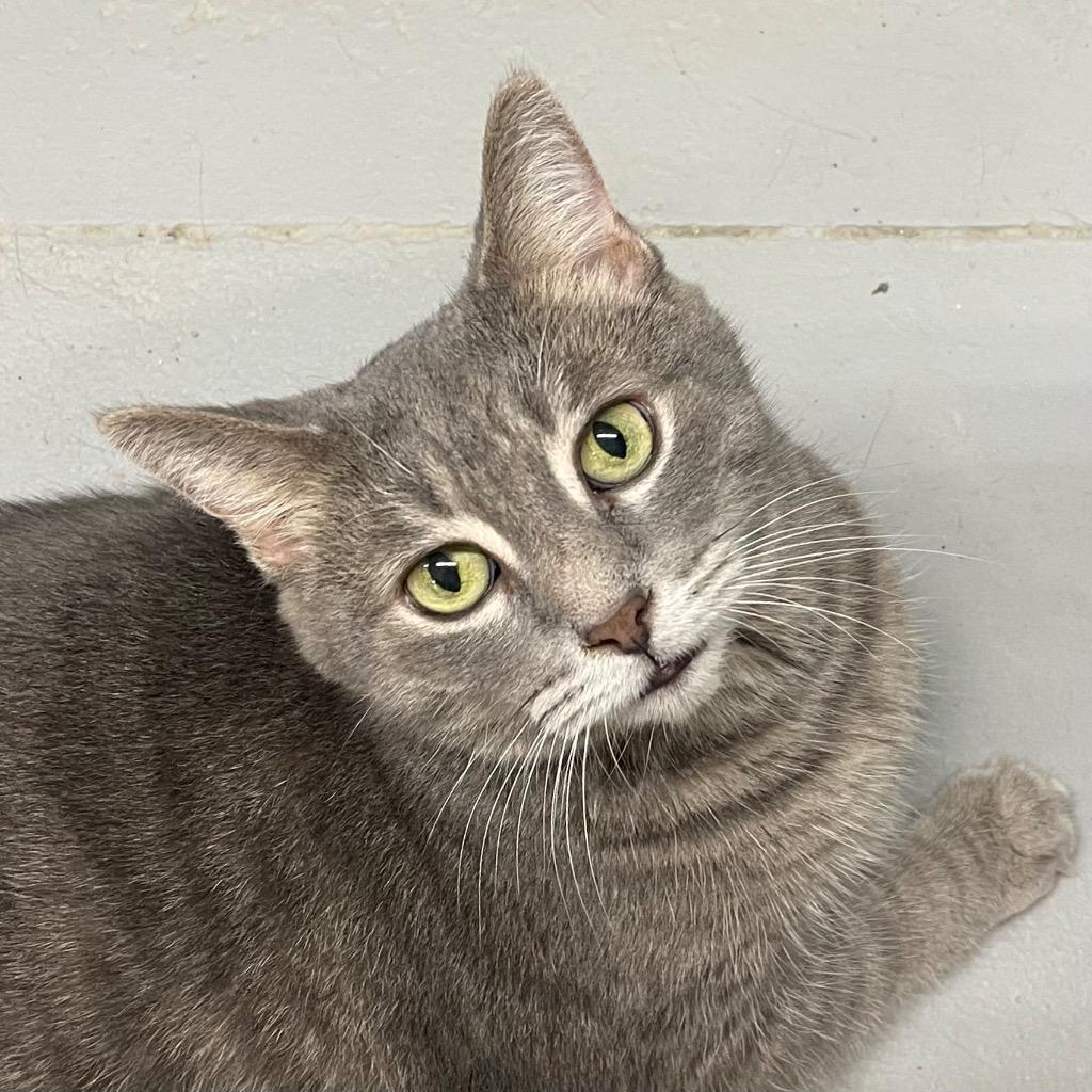 Enlarge OSCAR, a Adoptable mixed breed in Battle Creek, MI image 2/2