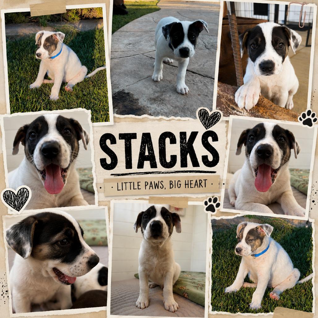 Stacks, Adoptable, Puppy Male Border Collie.