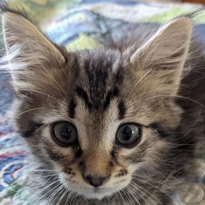 Hesper, Adoptable, Kitten Female Domestic Long Hair & Domestic Short Hair.