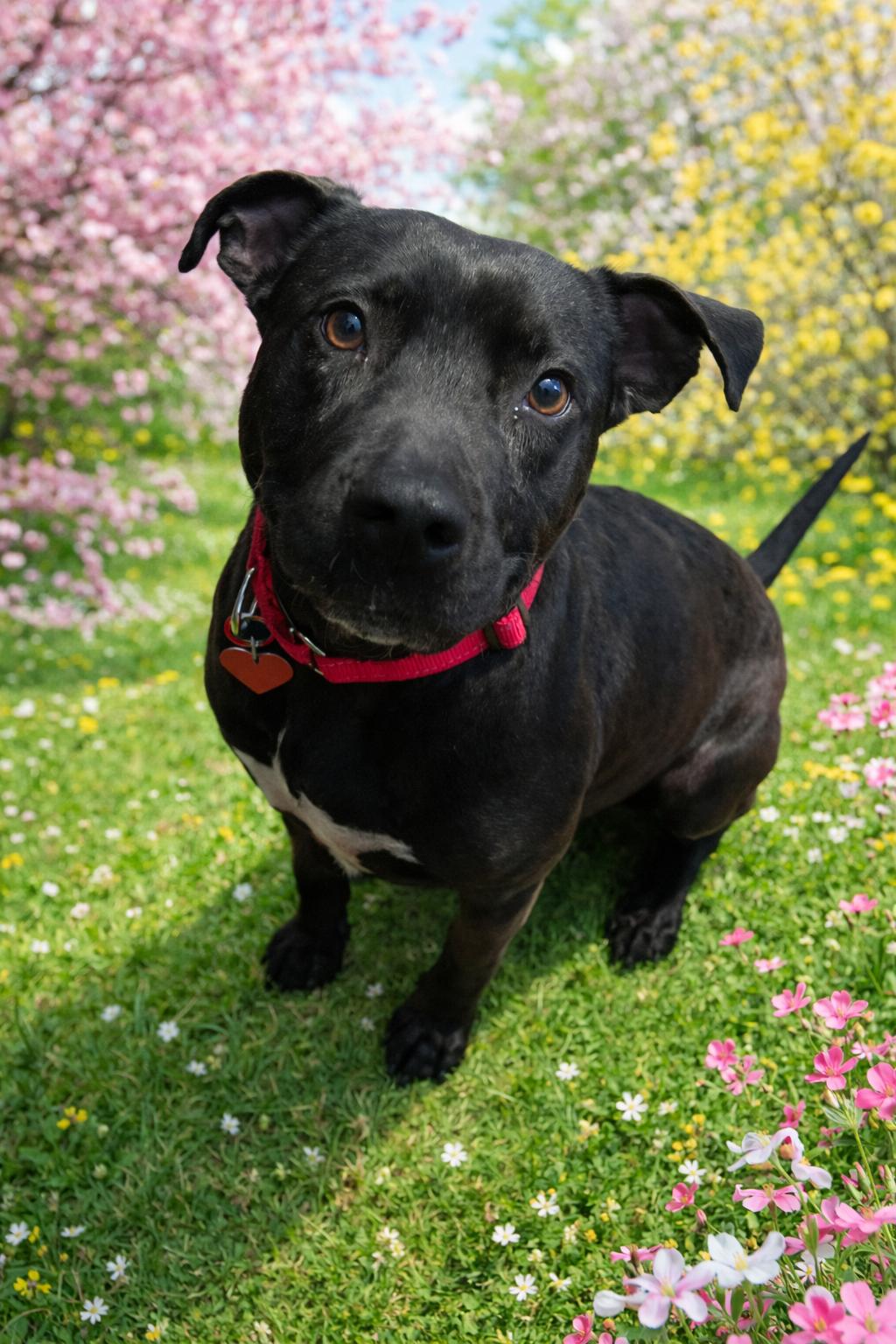 Enlarge Kiwi, a ADOPTABLE mixed breed in Calabash, NC image 1/5