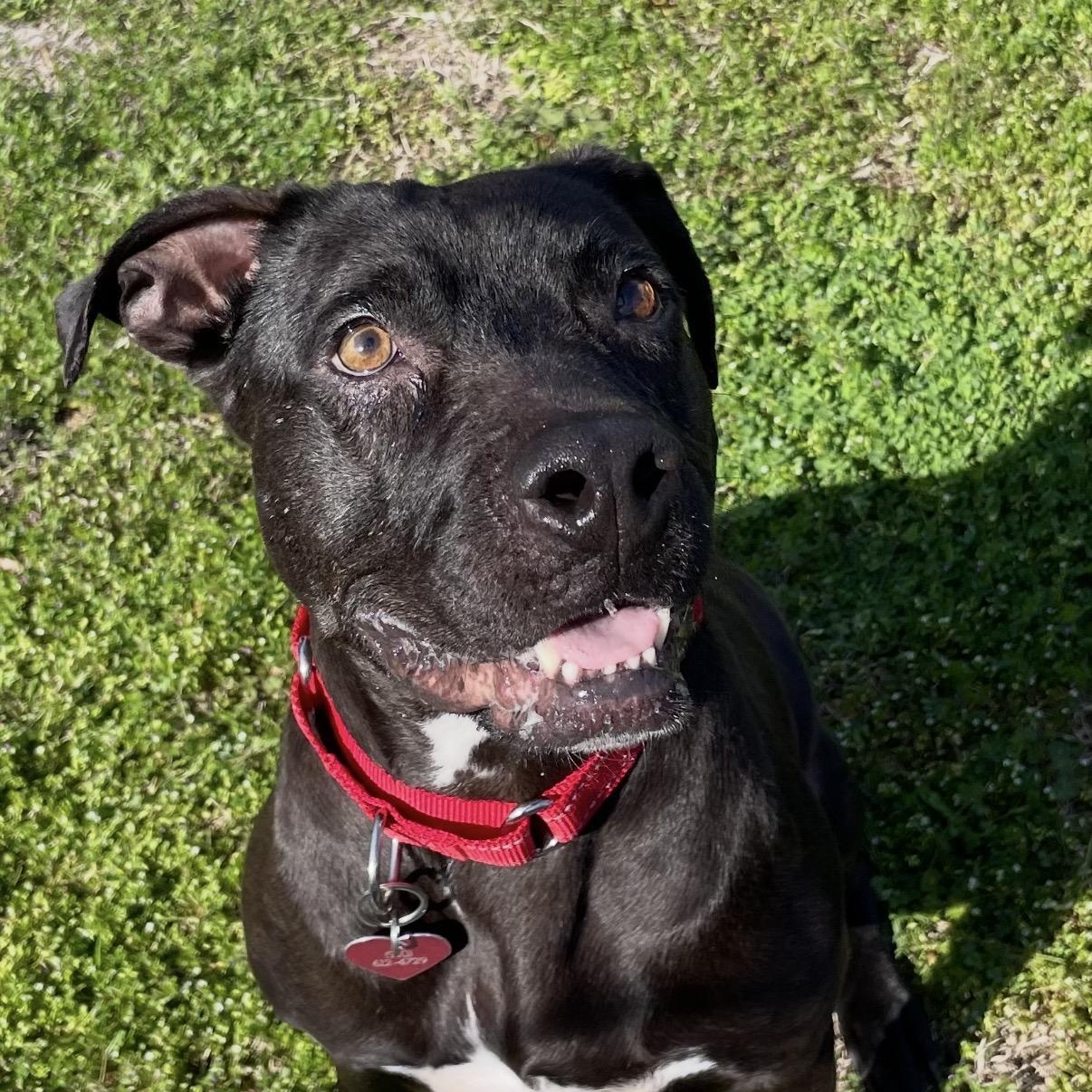Enlarge Kiwi, a ADOPTABLE mixed breed in Calabash, NC image 4/5