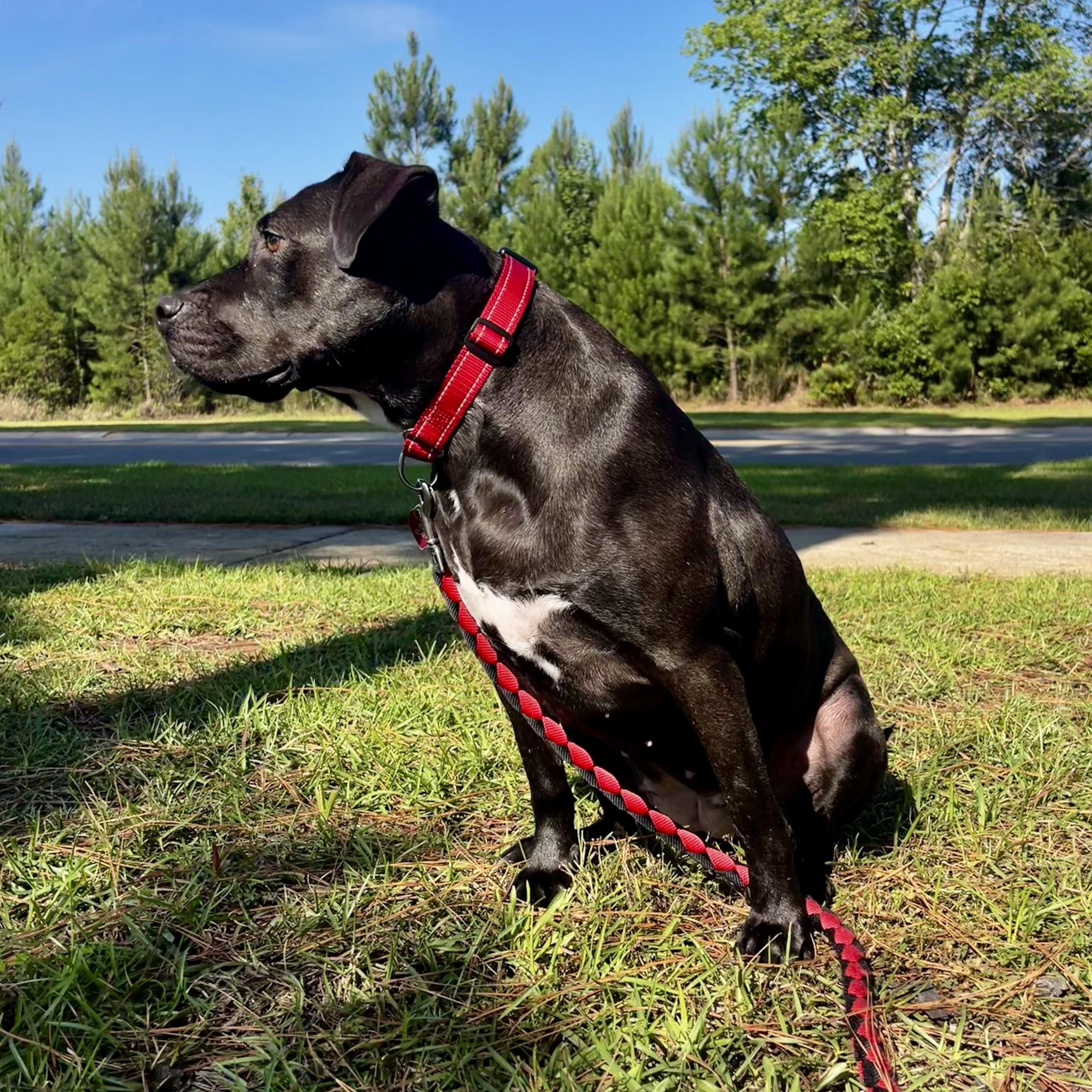 Enlarge Kiwi, a ADOPTABLE mixed breed in Calabash, NC image 4/6