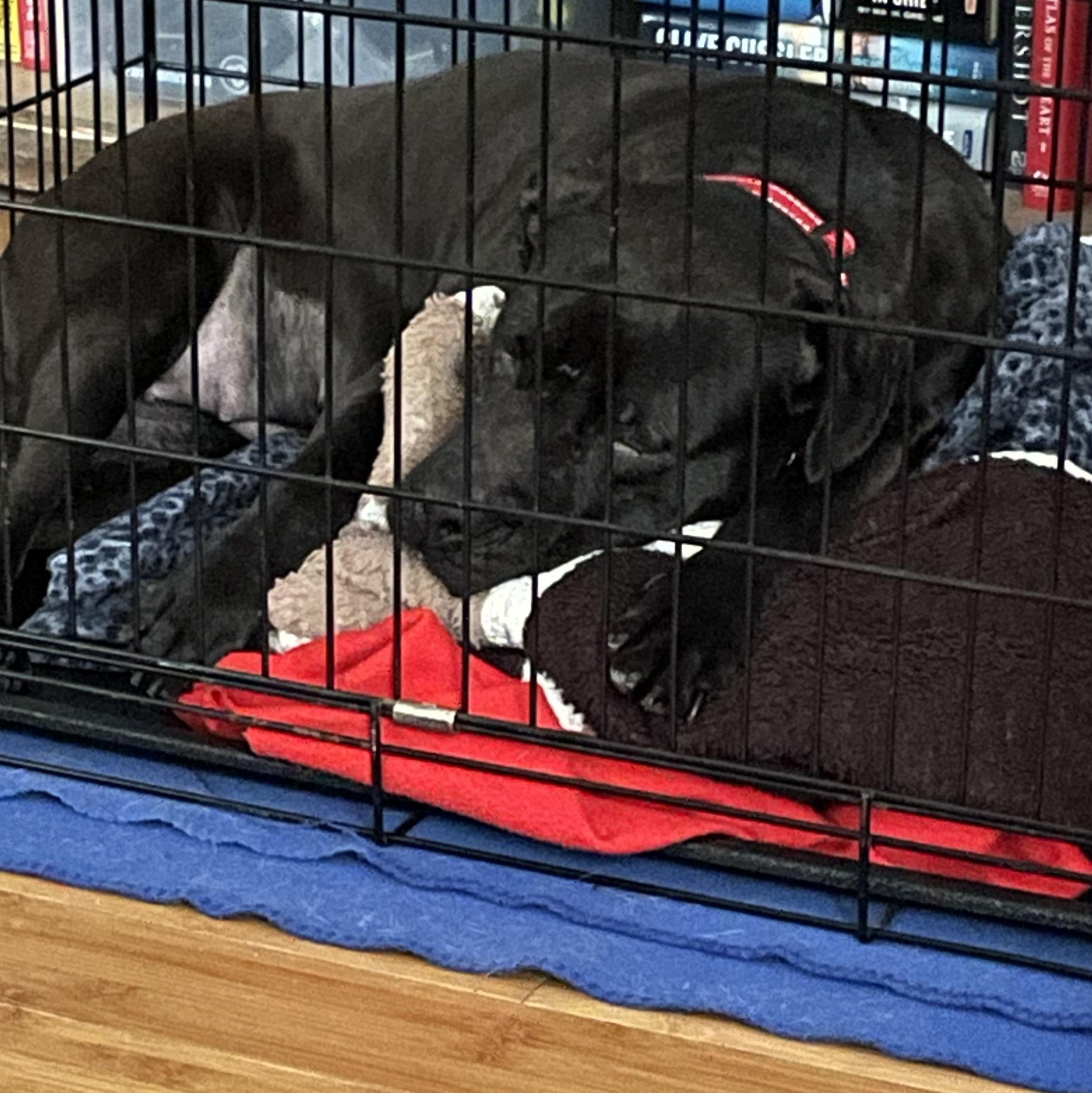 Enlarge Kiwi, a ADOPTABLE mixed breed in Calabash, NC image 5/5