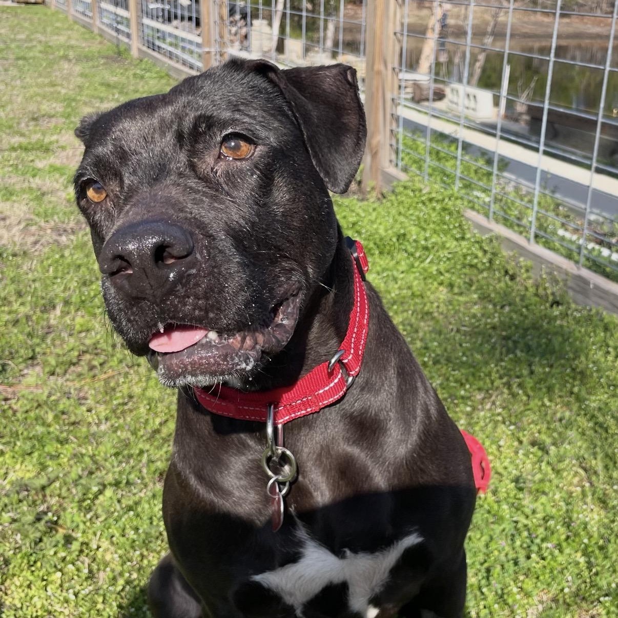 Enlarge Kiwi, a ADOPTABLE mixed breed in Calabash, NC image 3/5