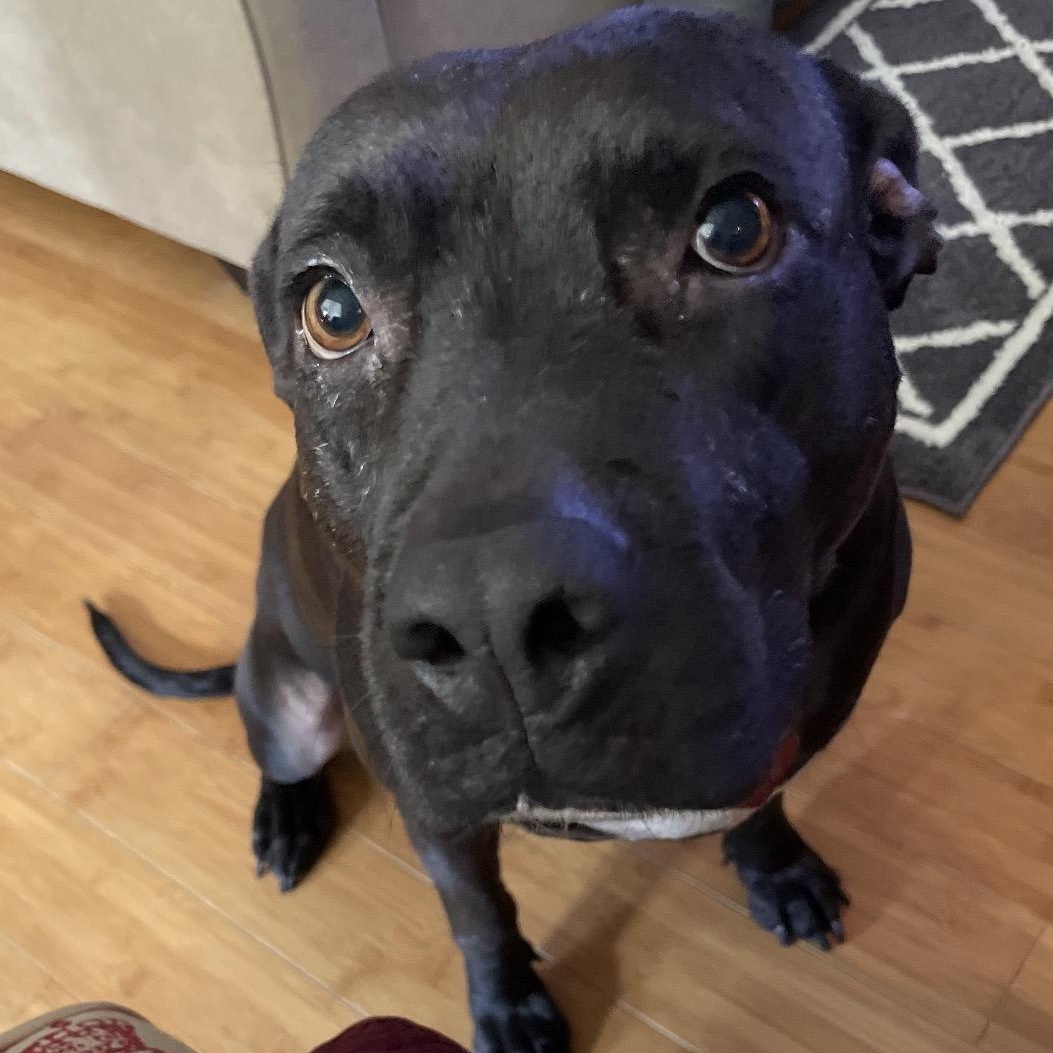 Enlarge Kiwi, a ADOPTABLE mixed breed in Calabash, NC image 5/6