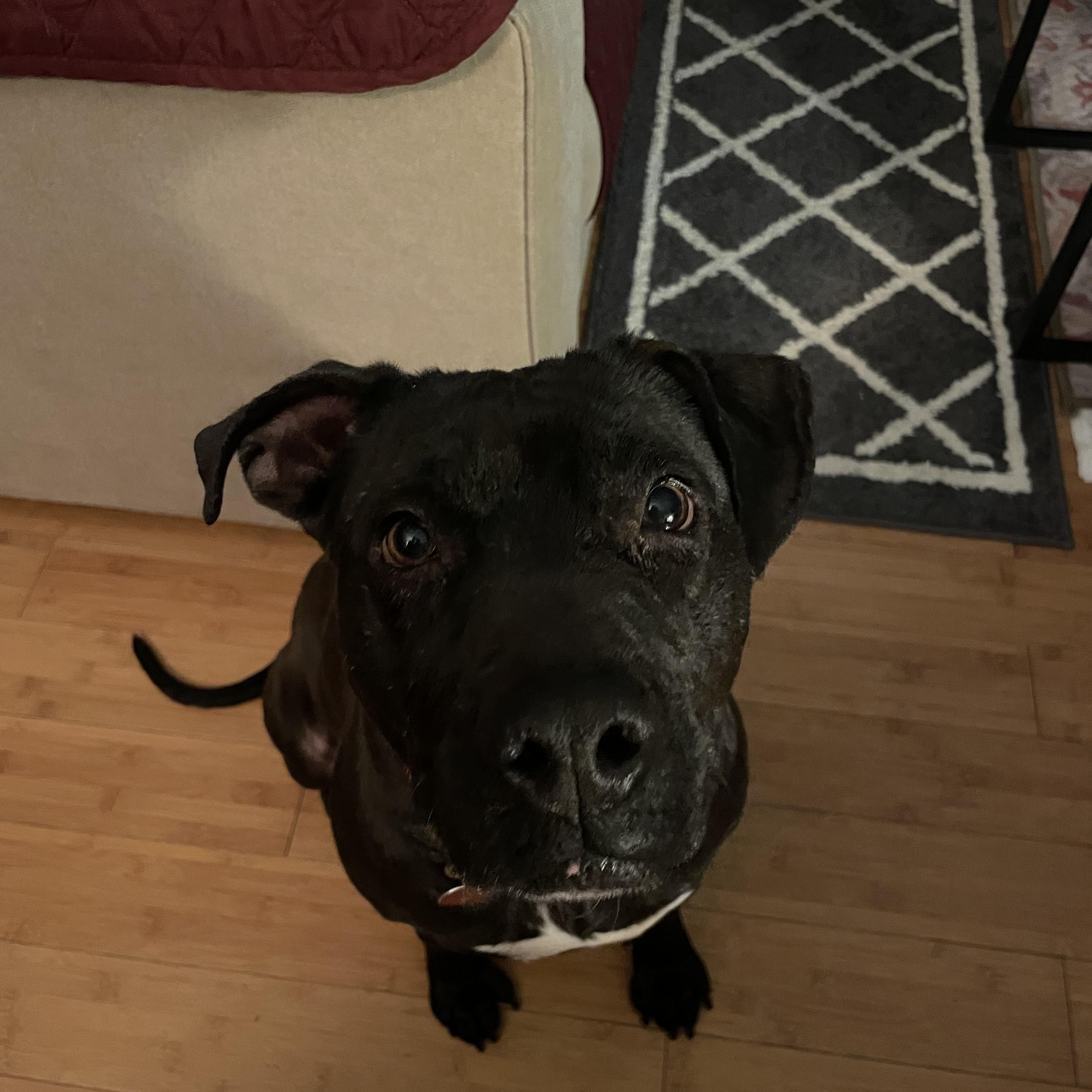 Enlarge Kiwi, a ADOPTABLE mixed breed in Calabash, NC image 2/5