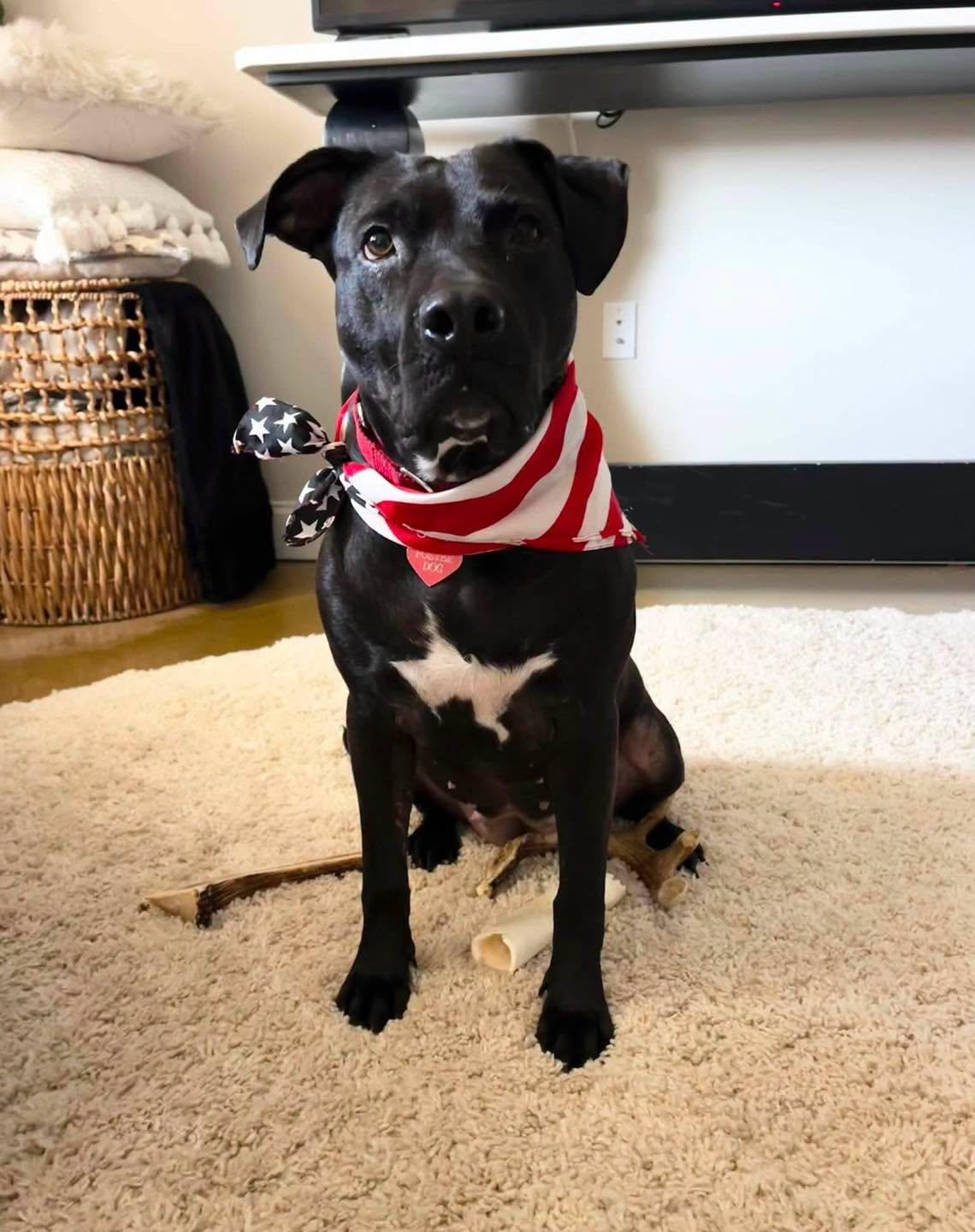 Kiwi, ADOPTABLE, Adult Female Mixed Breed.
