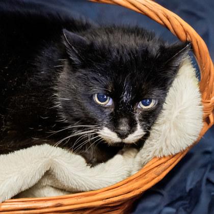 Ove, Adoptable, Adult Female Domestic Short Hair & Domestic Short Hair.