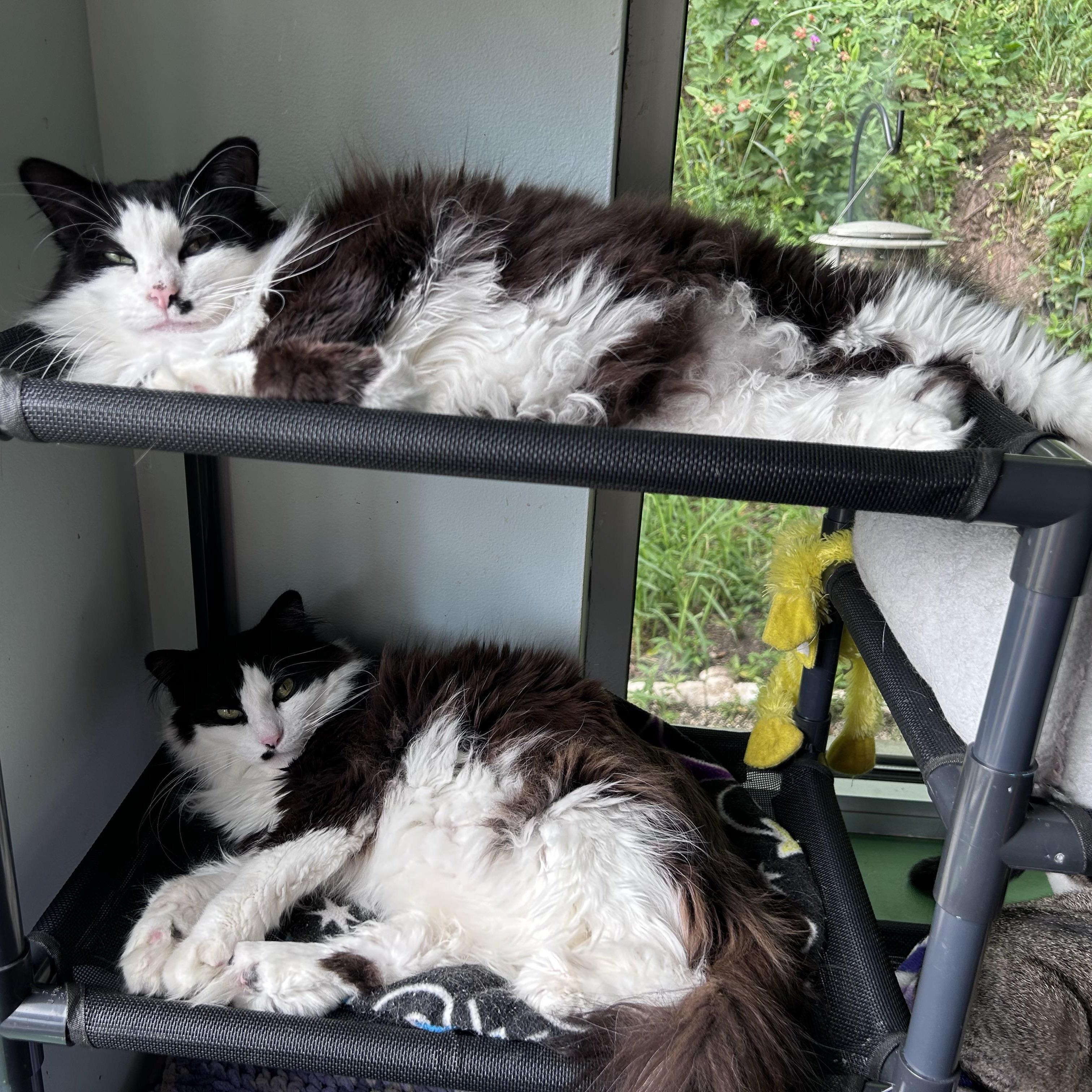 Enlarge Smudge and Tilly (bonded), a Adoptable Domestic Long Hair in Grand Rapids, MI image 5/6