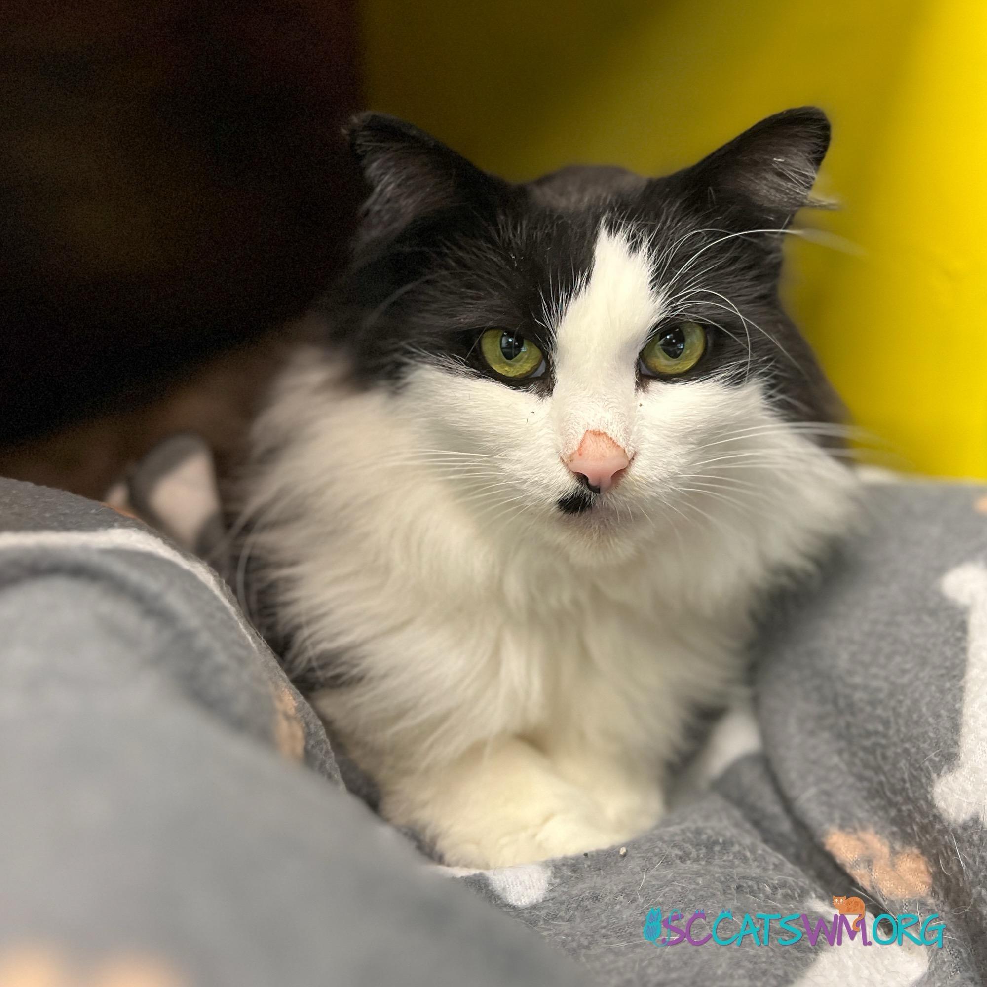 Enlarge Smudge and Tilly (bonded), a Adoptable Domestic Long Hair in Grand Rapids, MI image 2/6