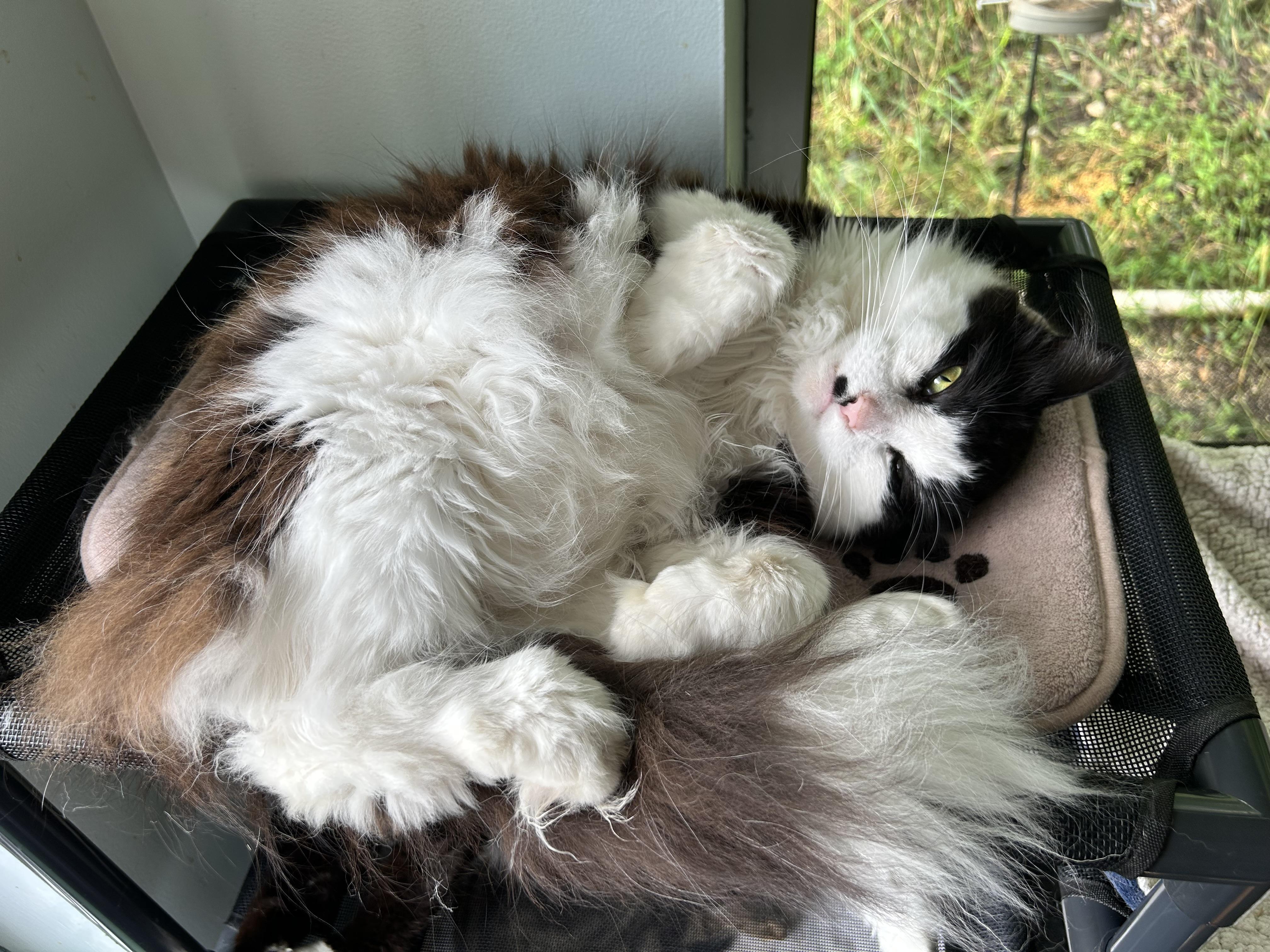 Enlarge Smudge and Tilly (bonded), a Adoptable Domestic Long Hair in Grand Rapids, MI image 4/6