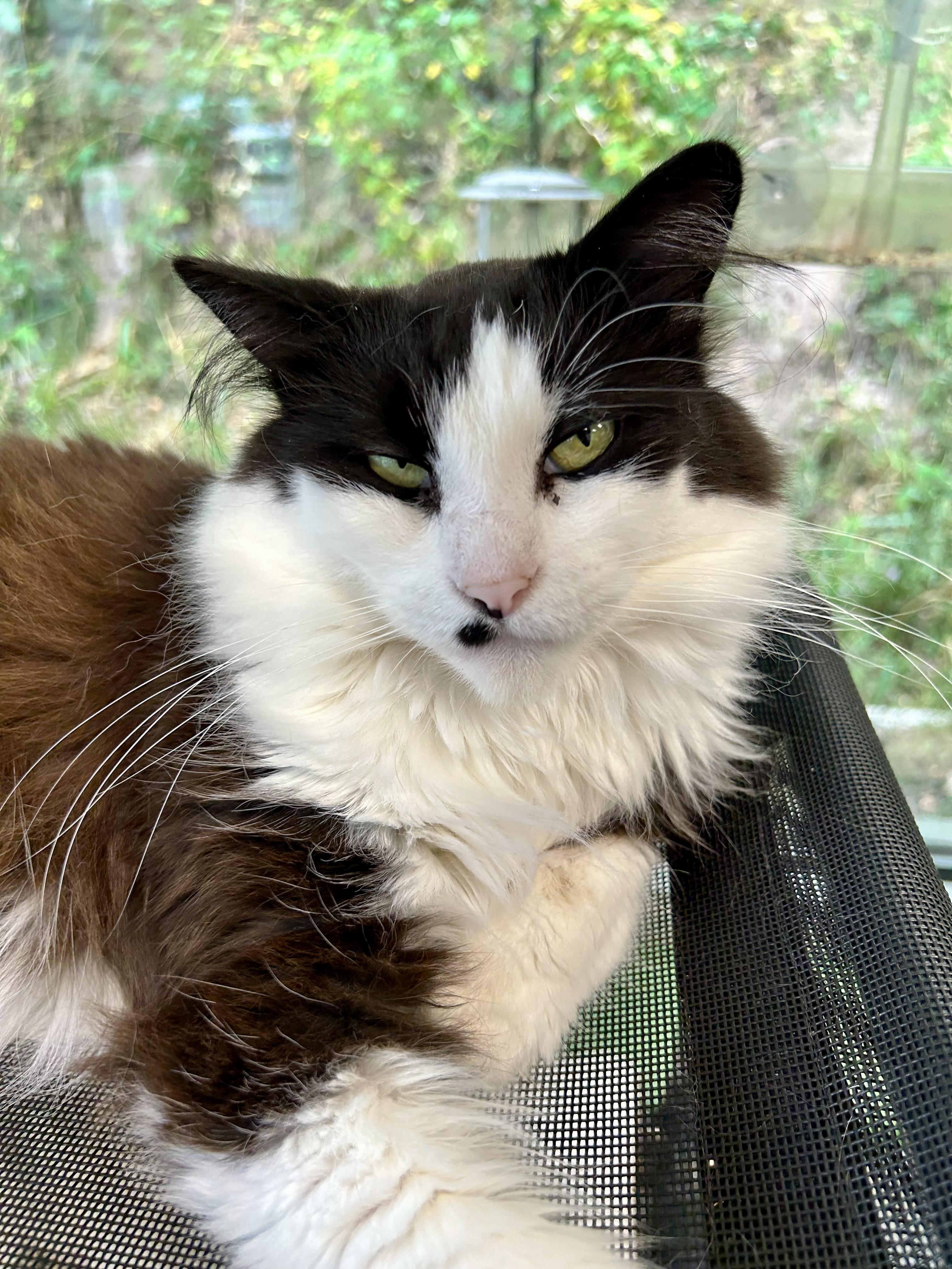 Enlarge Smudge and Tilly (bonded), a Adoptable Domestic Long Hair in Grand Rapids, MI image 3/6