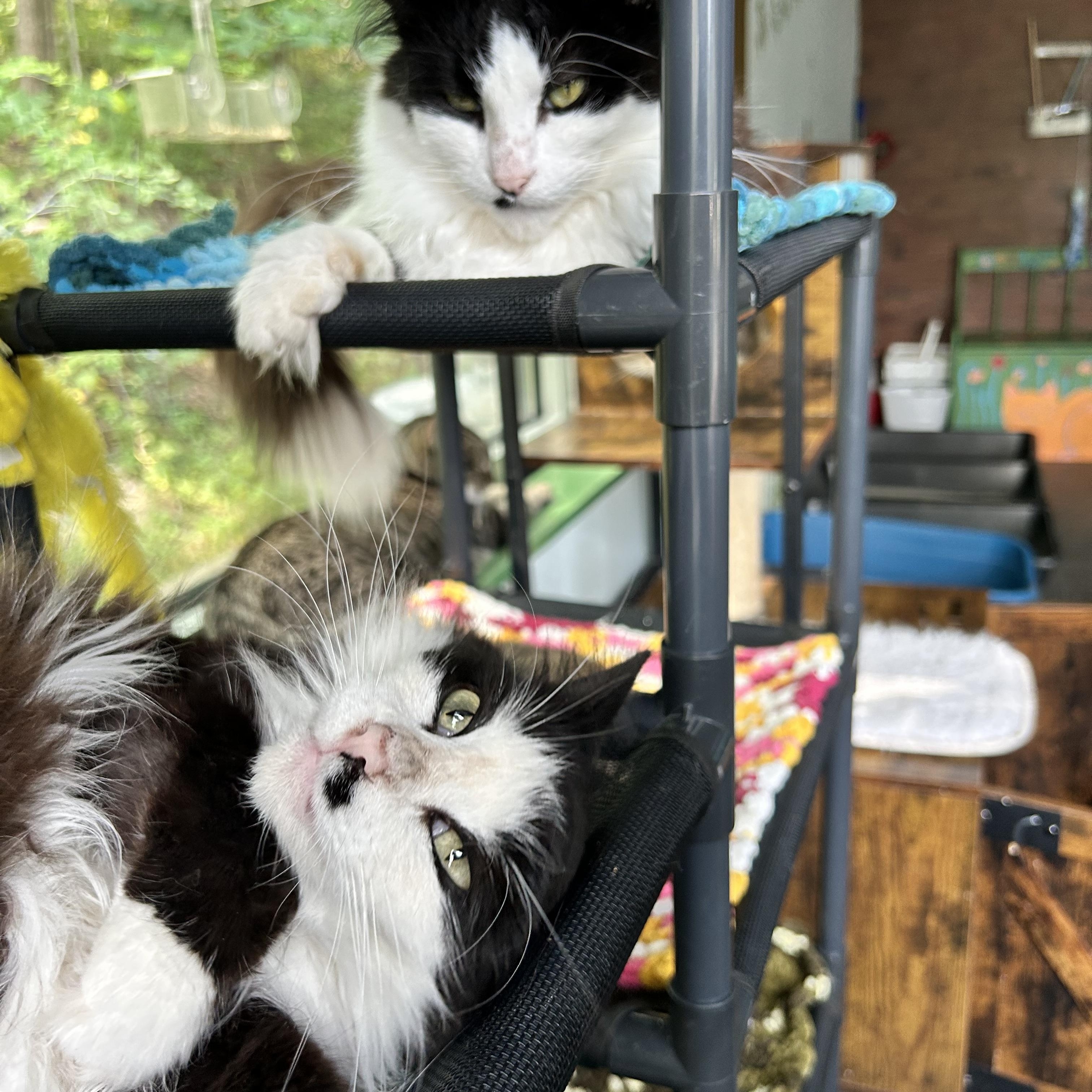 Enlarge Smudge and Tilly (bonded), a Adoptable Domestic Long Hair in Grand Rapids, MI image 6/6