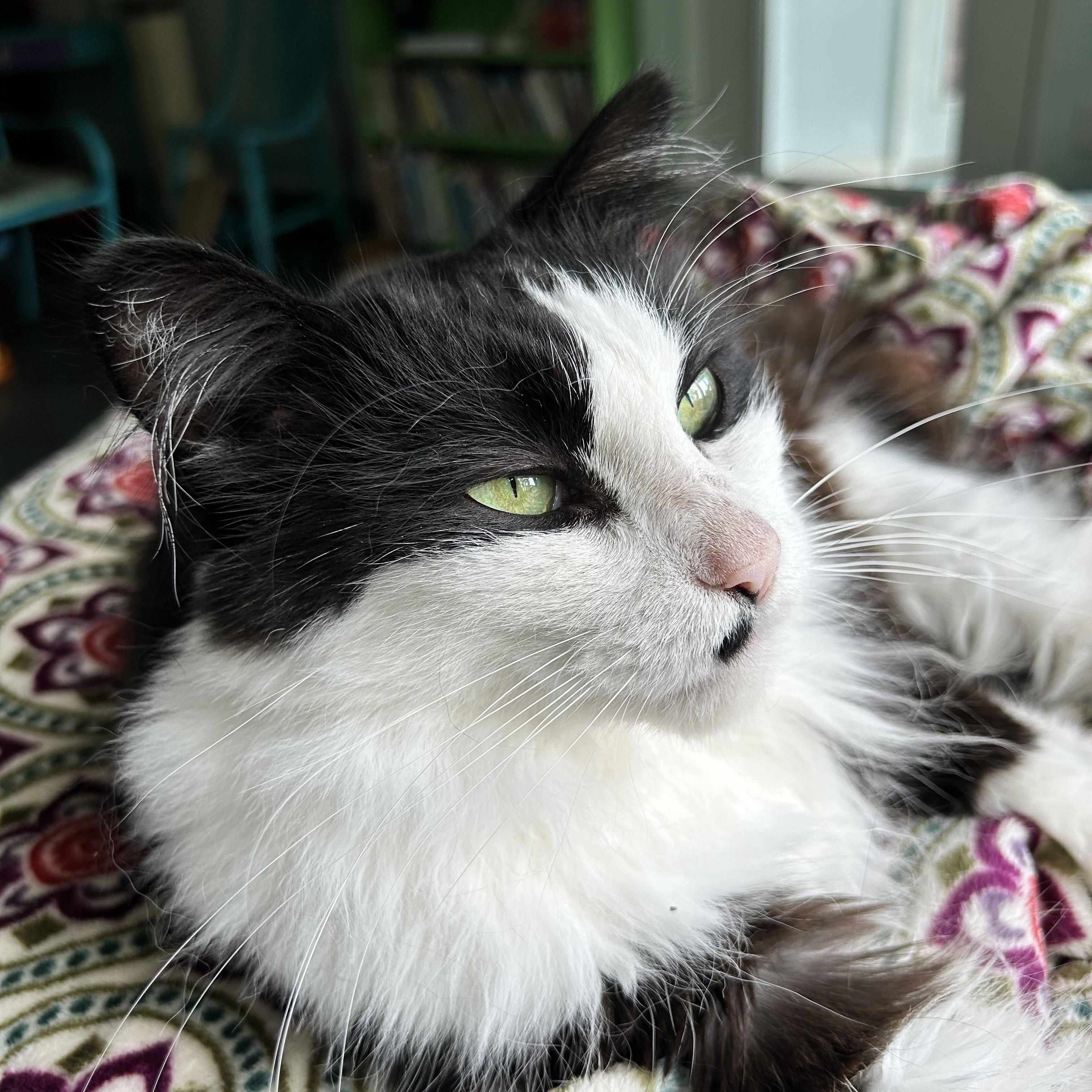 Smudge and Tilly (bonded), Adoptable, Adult Male Domestic Long Hair.