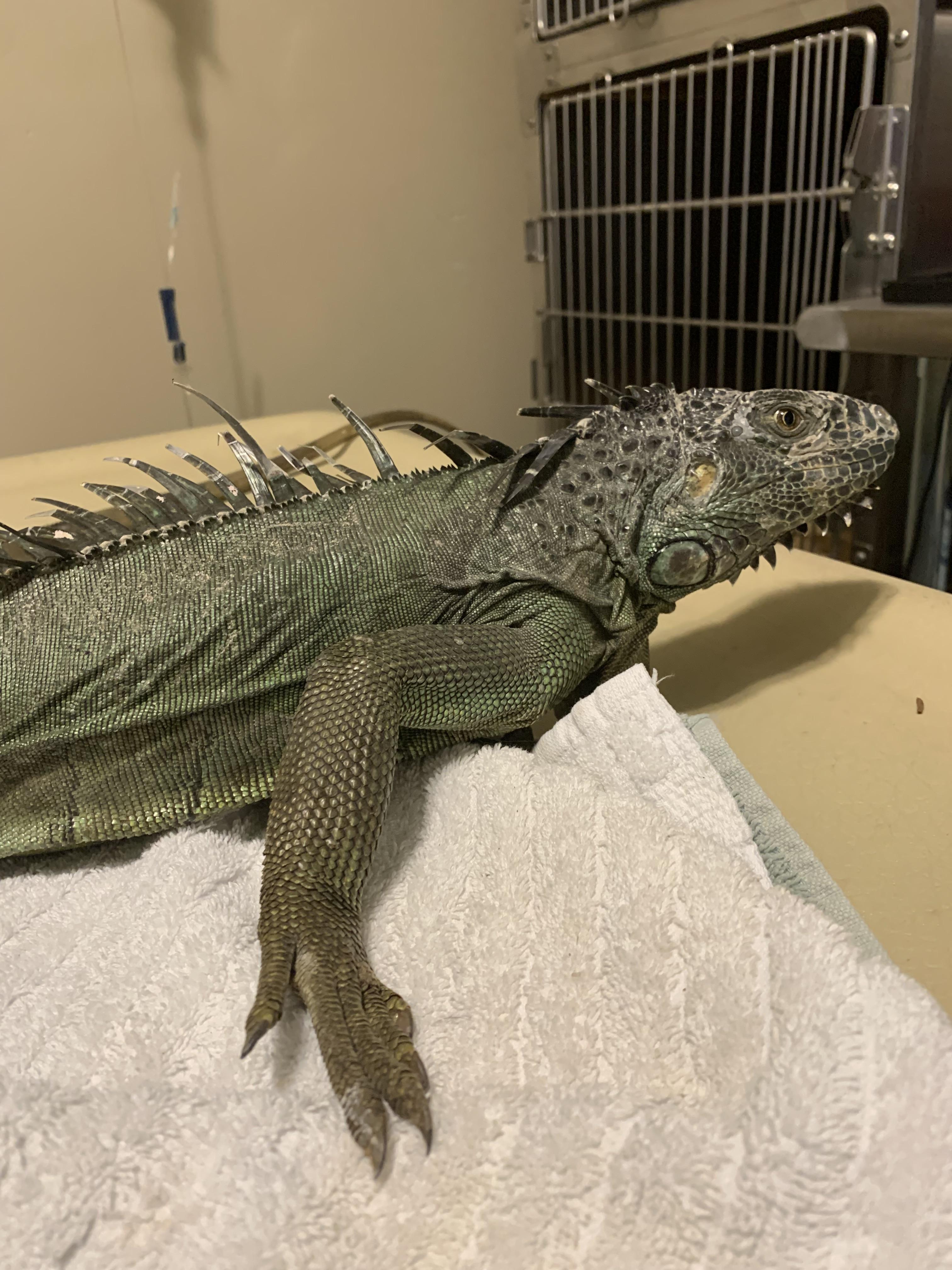 Viserion, Adopted, Adult Male Iguana.