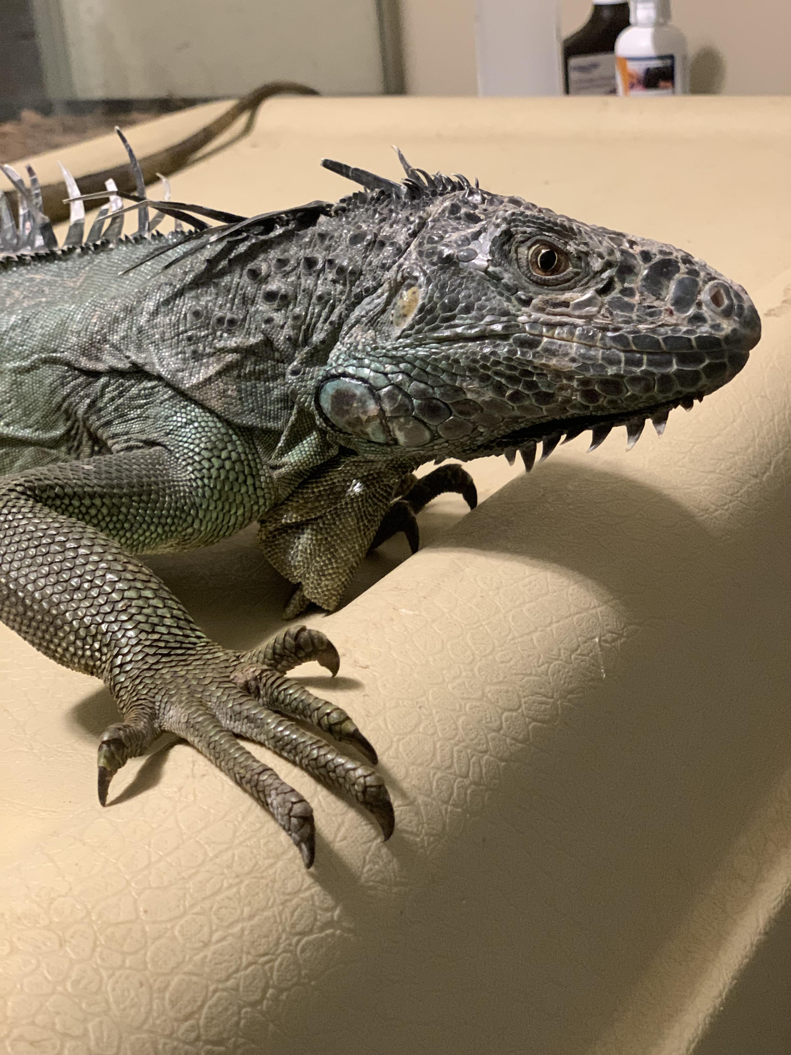 Enlarge Viserion, a Adopted Iguana in Raleigh, NC image 1/3