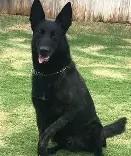 Enlarge Layla, a Adoptable mixed breed in Divide, CO image 1/1