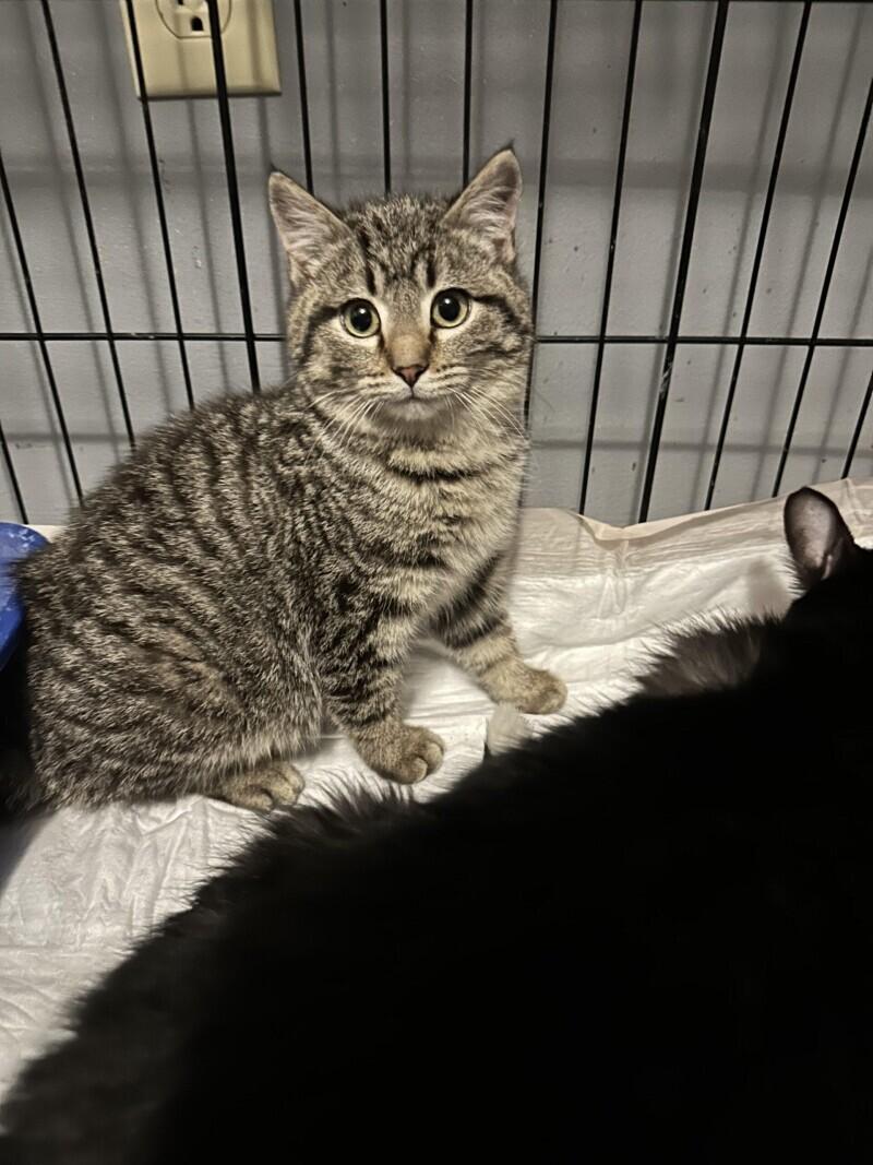 Amaro, Adoptable, Young Male Domestic Short Hair.