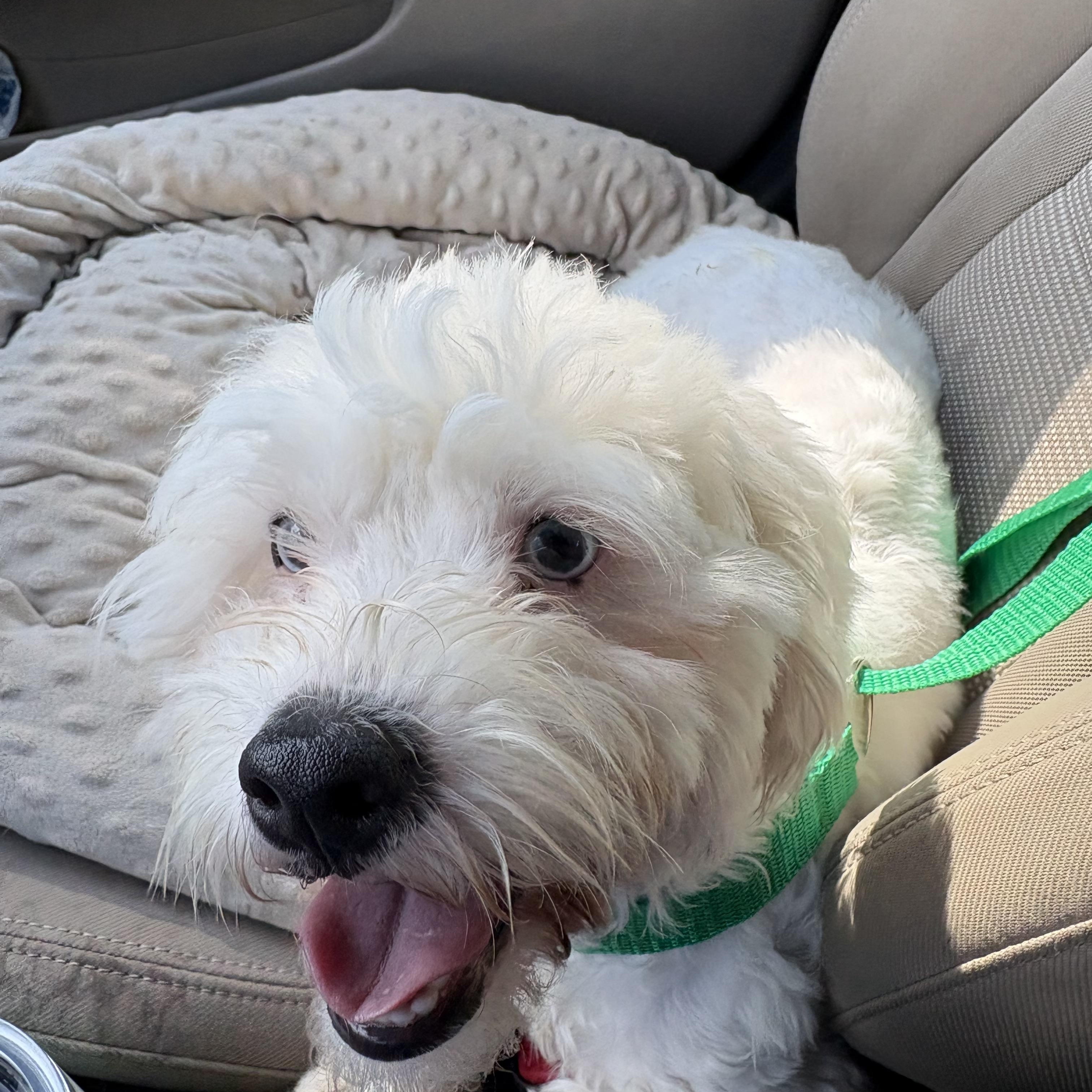 Enlarge Diego, a ADOPTABLE mixed breed in Waxhaw, NC image 2/5