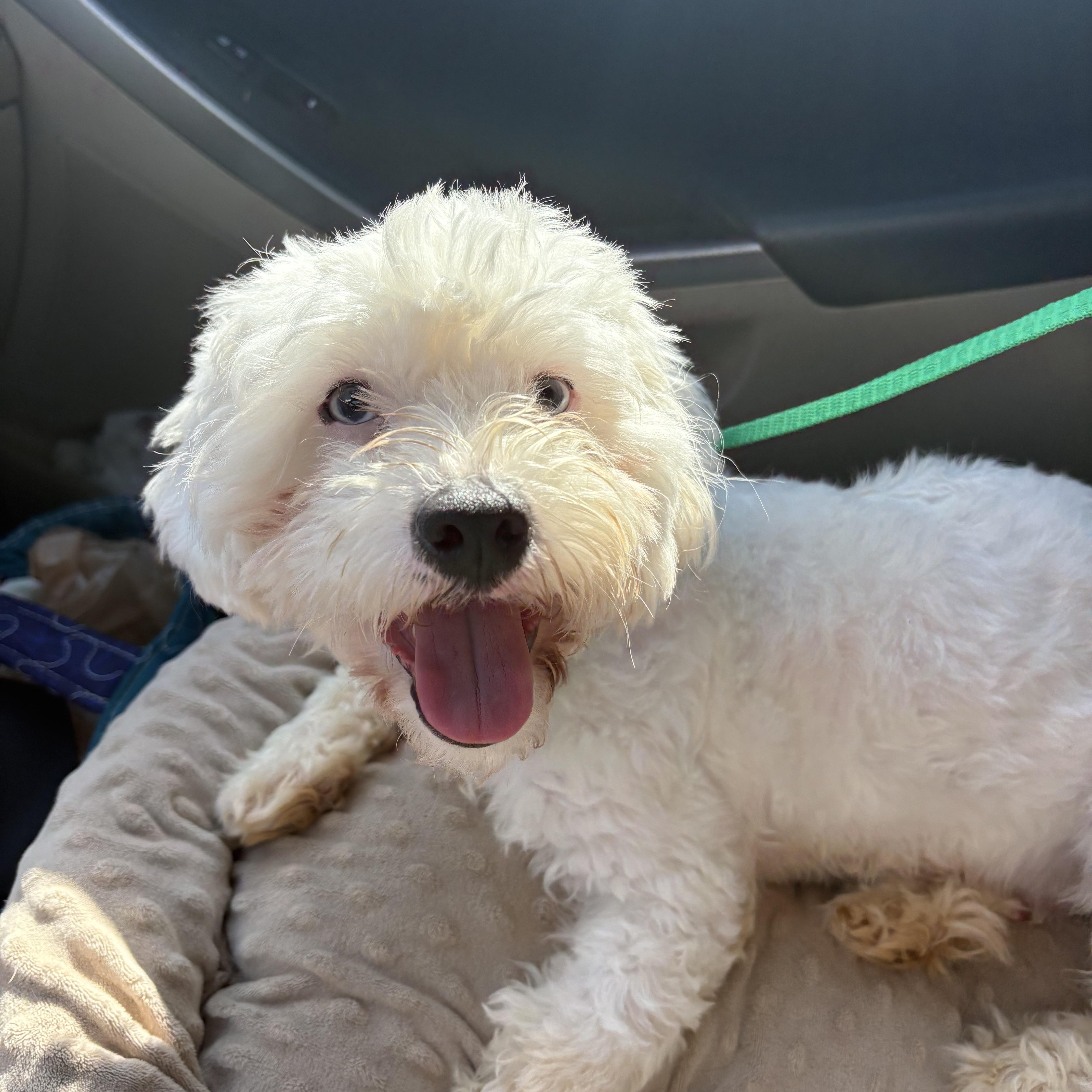 Enlarge Diego, a ADOPTABLE mixed breed in Waxhaw, NC image 1/5