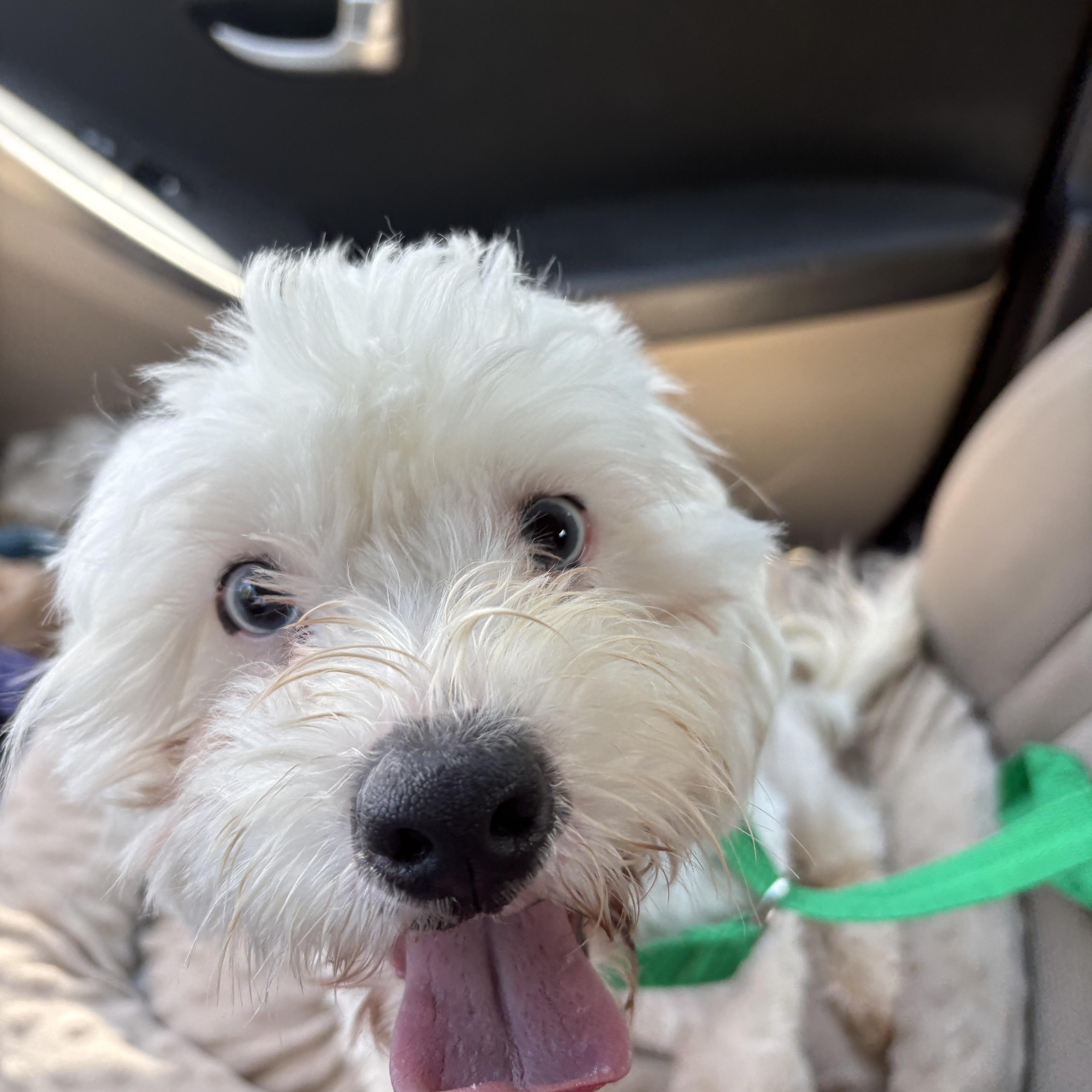 Enlarge Diego, a ADOPTABLE mixed breed in Waxhaw, NC image 5/5