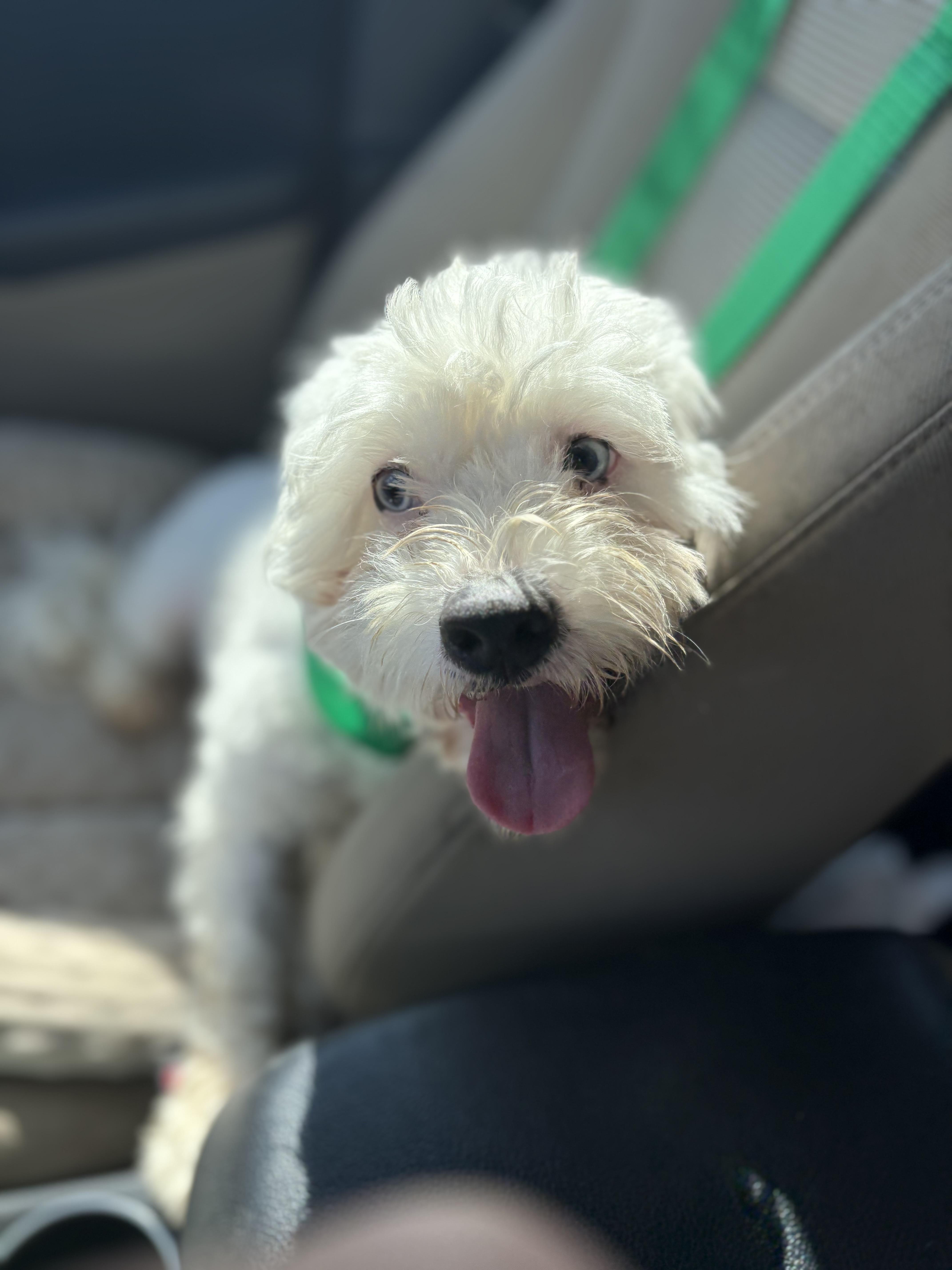 Enlarge Diego, a ADOPTABLE mixed breed in Waxhaw, NC image 3/5
