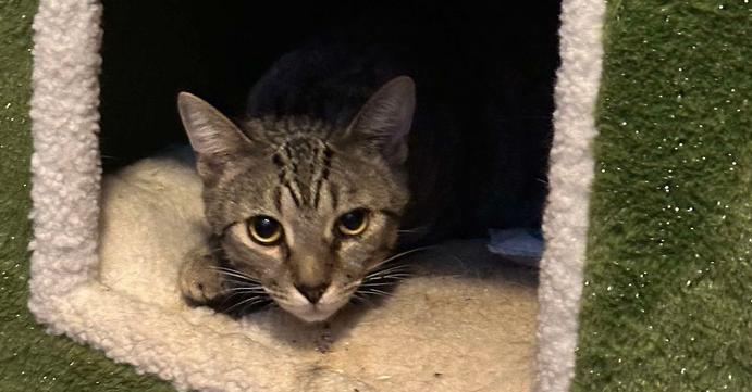 Bandit, Adoptable, Adult Male Domestic Short Hair.