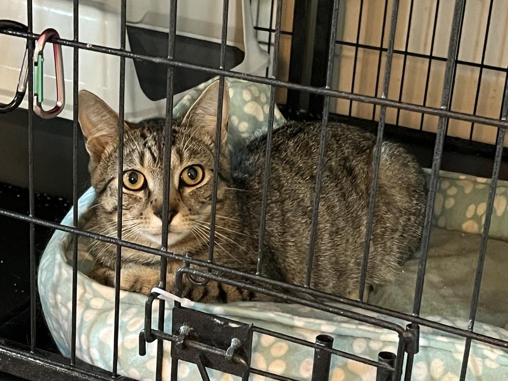 Enlarge Bandit, a Adoptable Domestic Short Hair in Virginia Beach, VA image 3/4