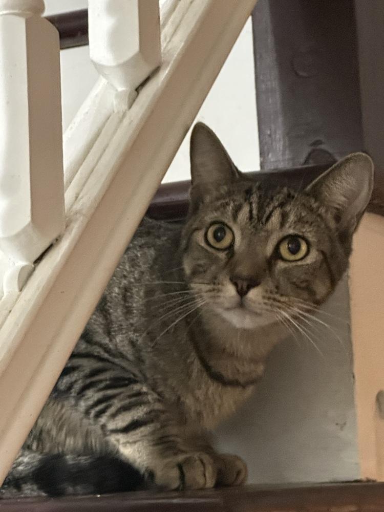 Enlarge Bandit, a Adoptable Domestic Short Hair in Virginia Beach, VA image 4/4