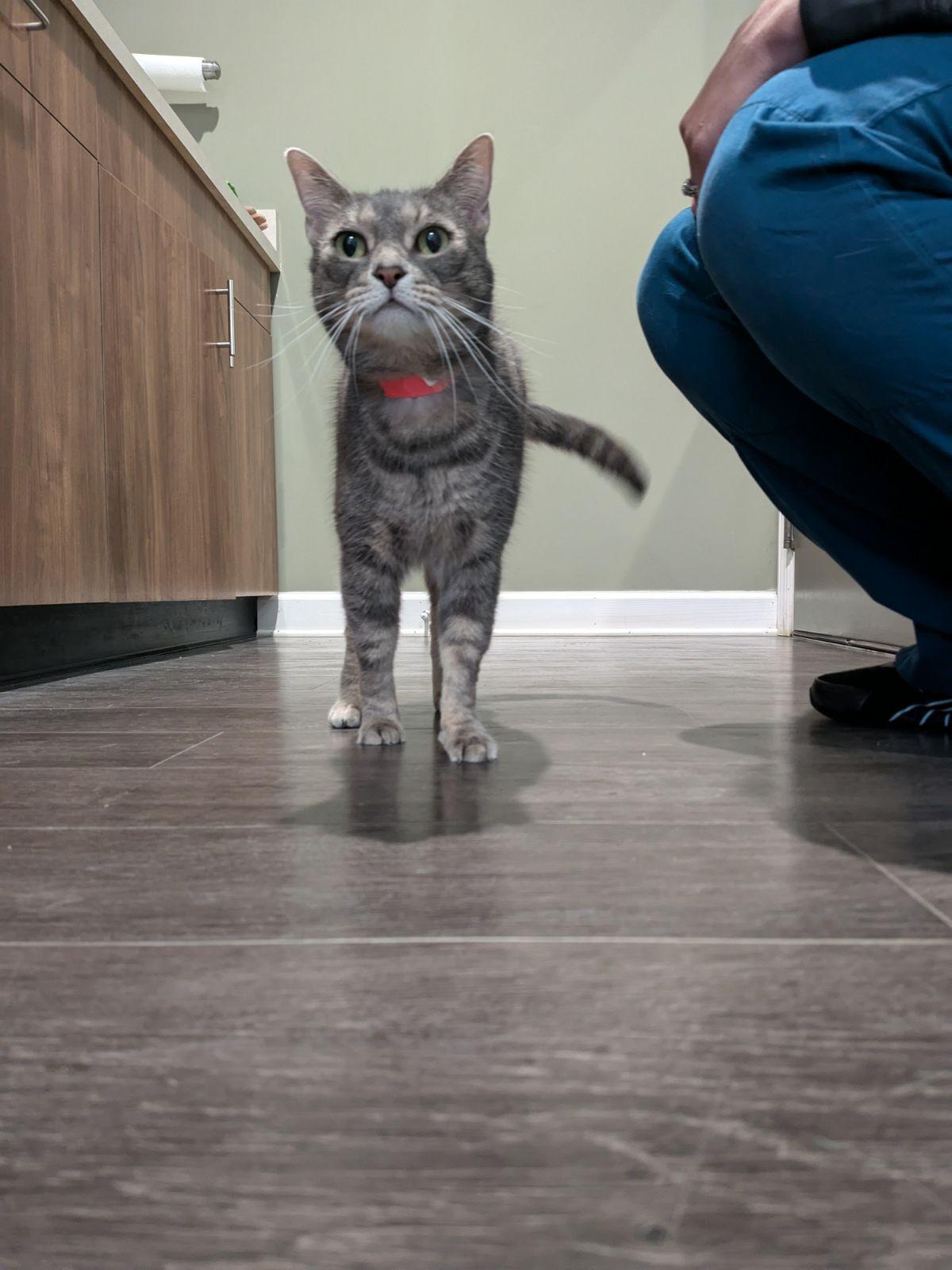 Sasha, Adopted, Adult Female Domestic Short Hair.