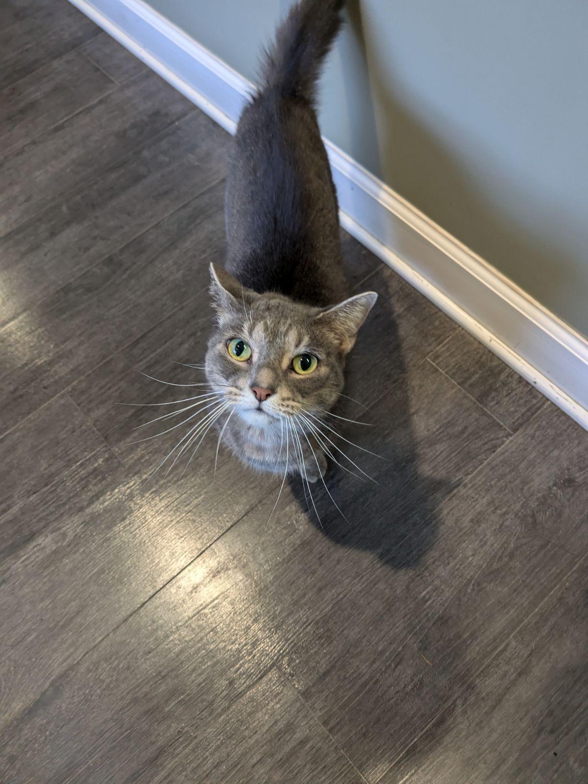 Enlarge Sasha, a Adopted Domestic Short Hair in Jackson, MI image 2/4