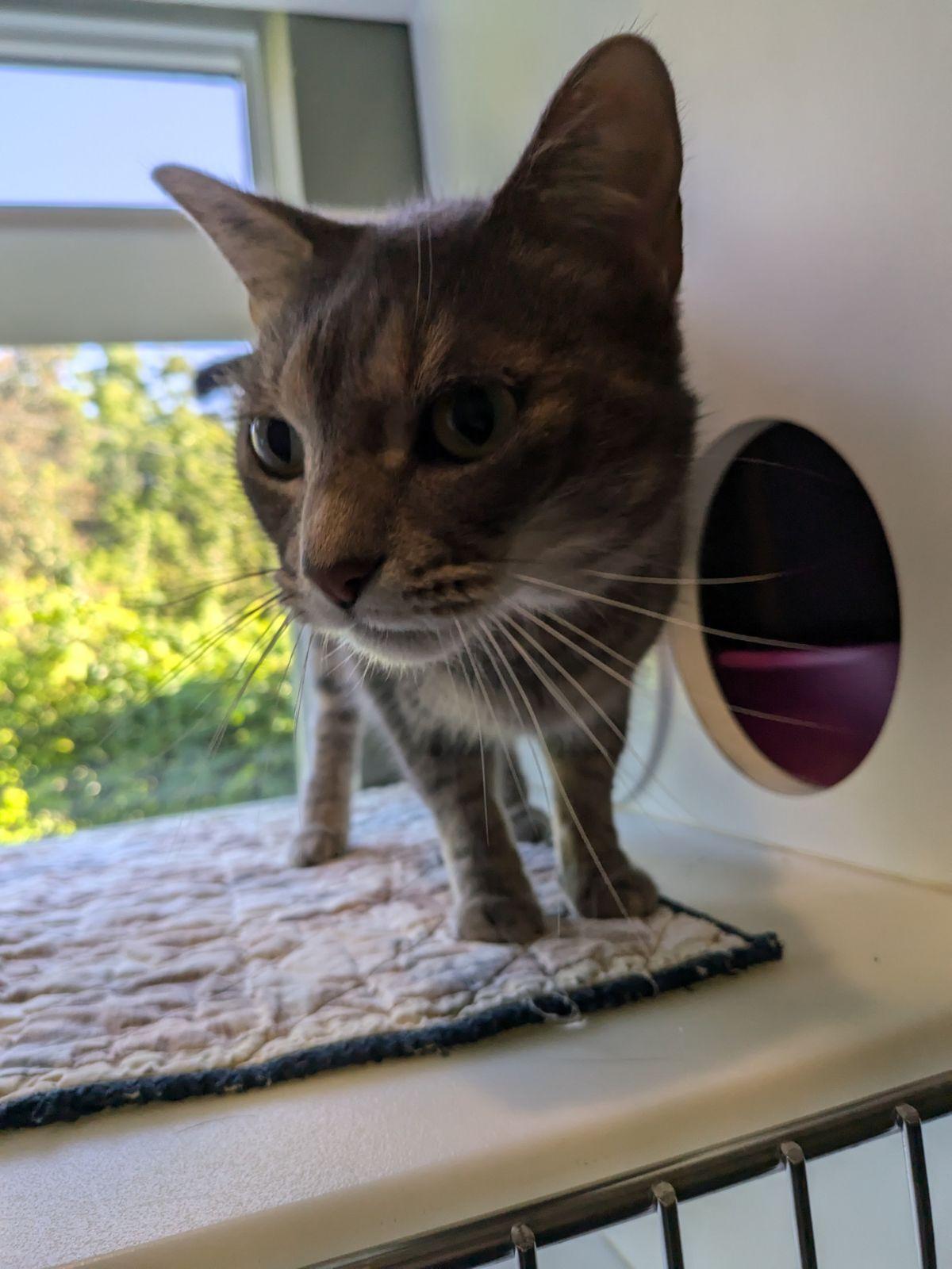 Enlarge Sasha, a Adopted Domestic Short Hair in Jackson, MI image 3/4