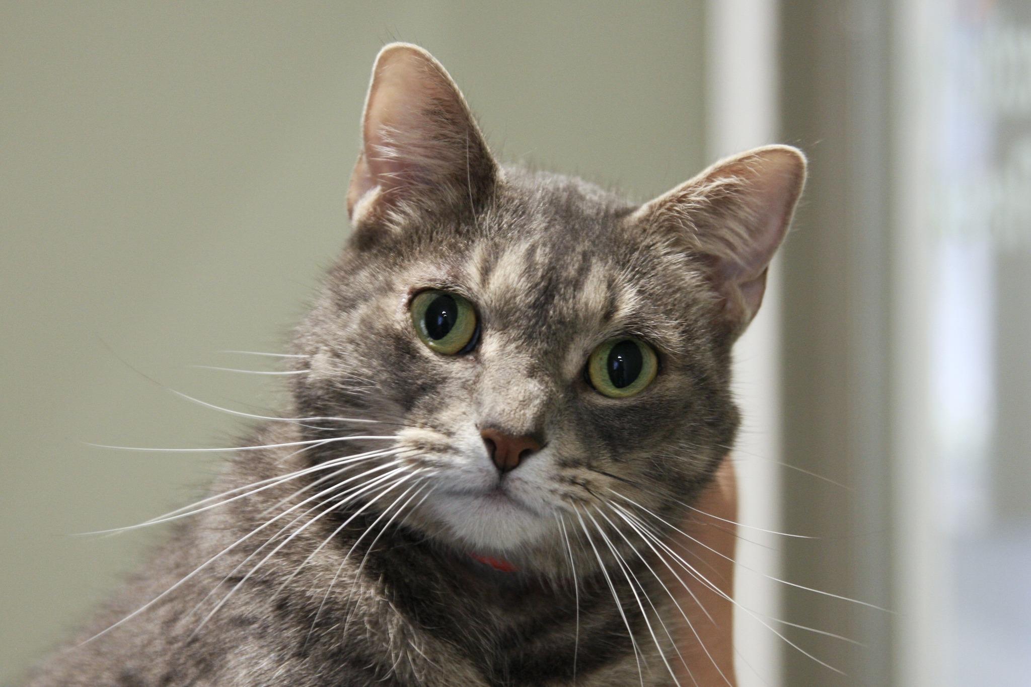 Enlarge Sasha, a Adopted Domestic Short Hair in Jackson, MI image 4/4