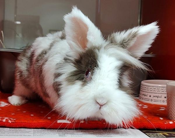 Violet, Adoptable, Adult Female Lionhead.