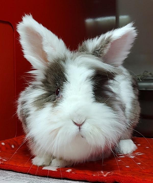 Violet, Adoptable, Adult Female Lionhead.