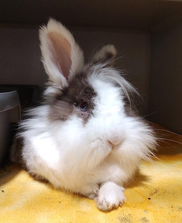 Enlarge Violet, a Adoptable mixed breed in Vancouver, WA image 2/6