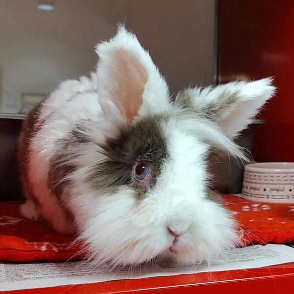 Violet, a Adoptable mixed breed in Vancouver, WA image 2/6