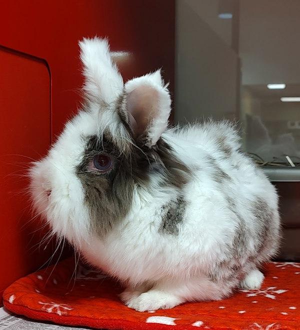 Violet, a Adoptable mixed breed in Vancouver, WA image 3/6