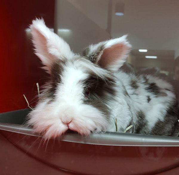 Violet, a Adoptable mixed breed in Vancouver, WA image 6/6