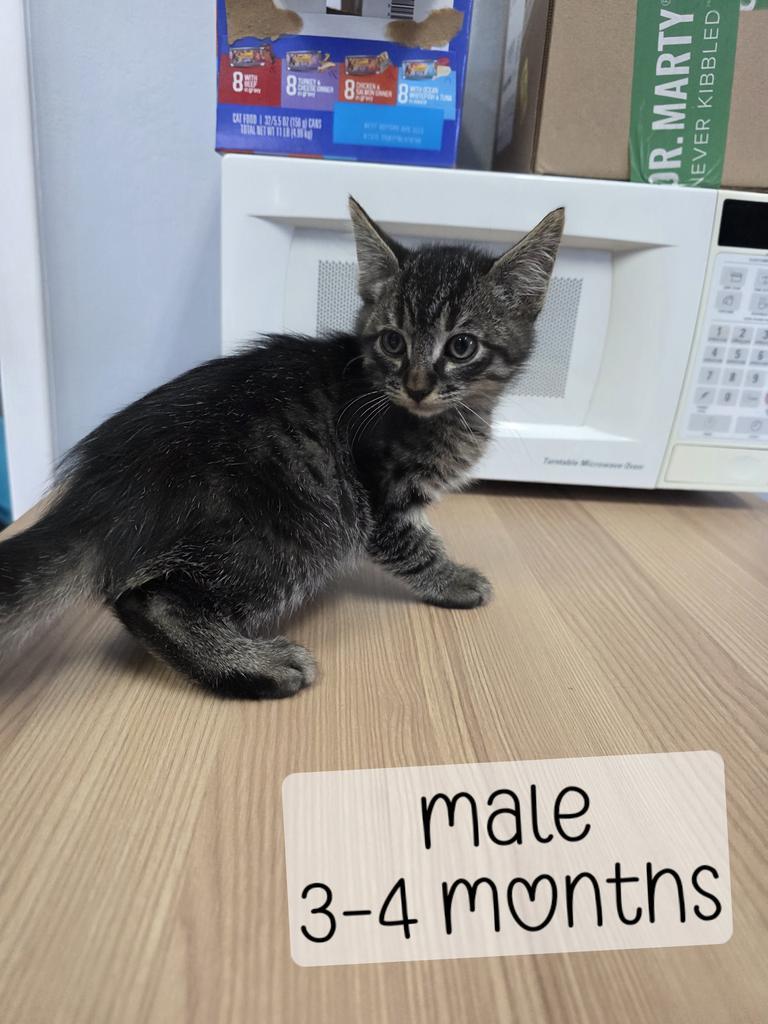 Vincent, Adoptable, Kitten Male Domestic Medium Hair.