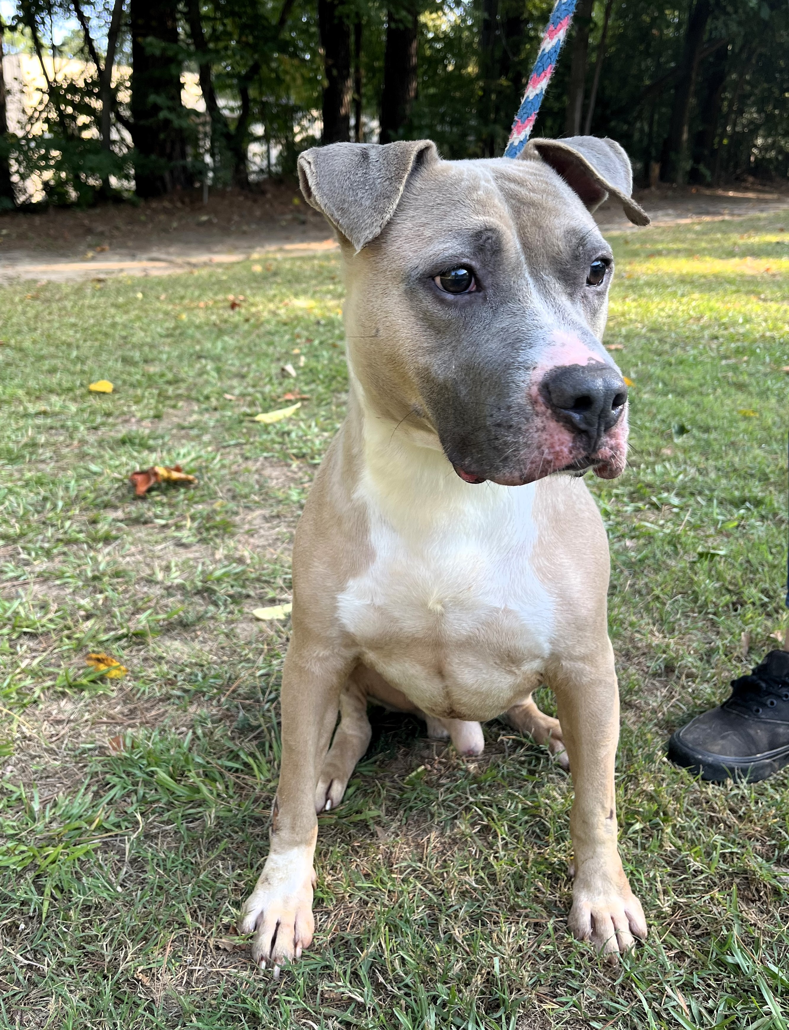 Pharaoh, a Adoptable American Staffordshire Terrier in Smyrna, GA image 4/5