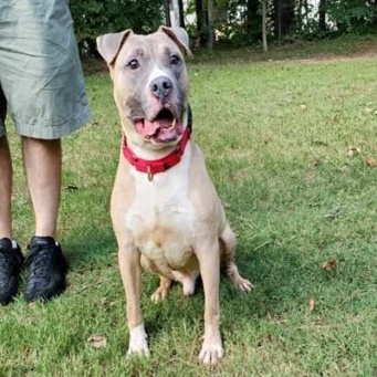 Pharaoh, a Adoptable American Staffordshire Terrier in Smyrna, GA image 2/4