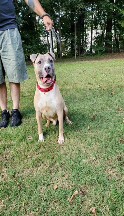 Pharaoh, a Adoptable American Staffordshire Terrier in Smyrna, GA image 5/5
