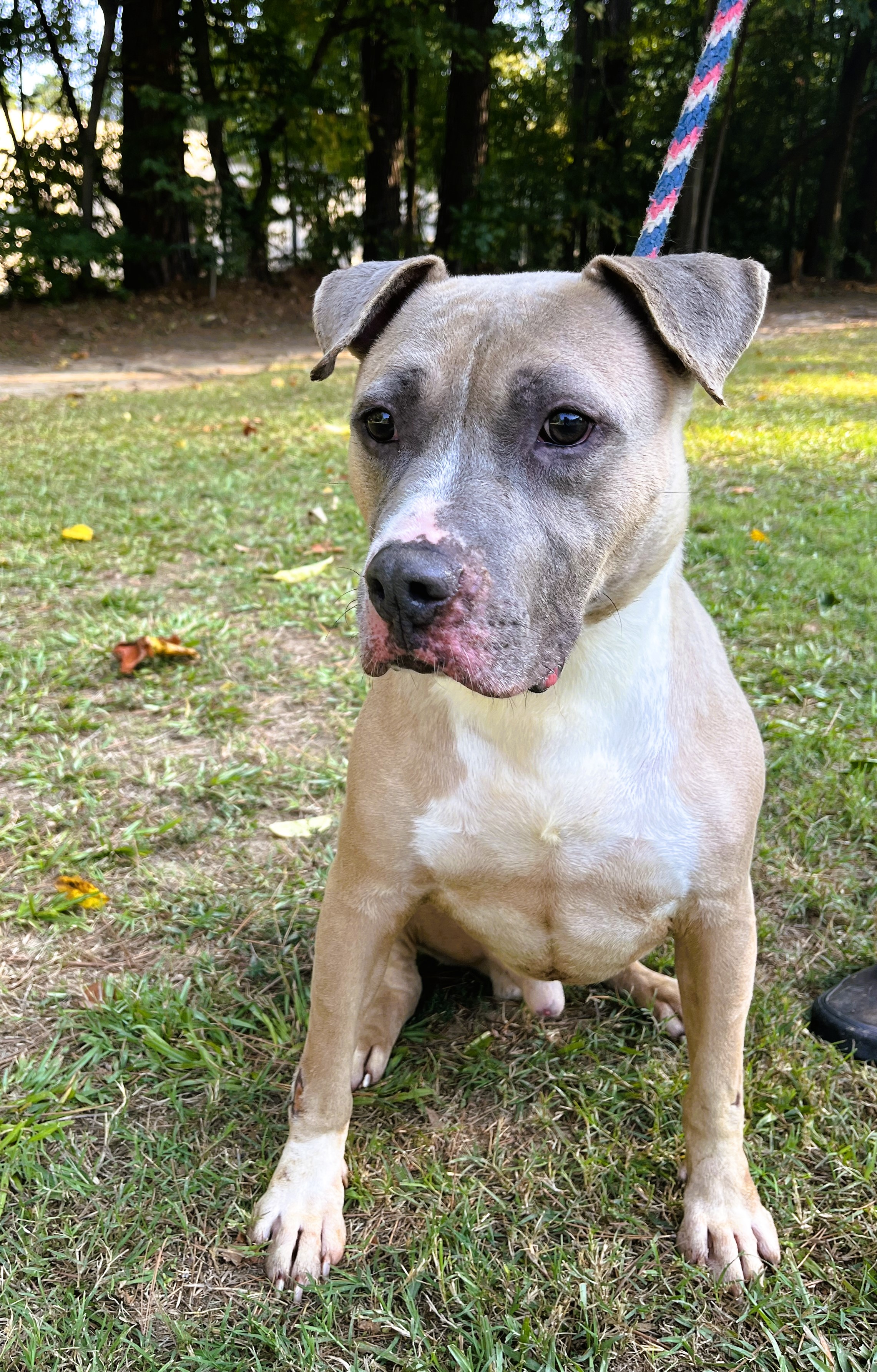 Pharaoh, a Adoptable American Staffordshire Terrier in Smyrna, GA image 2/5