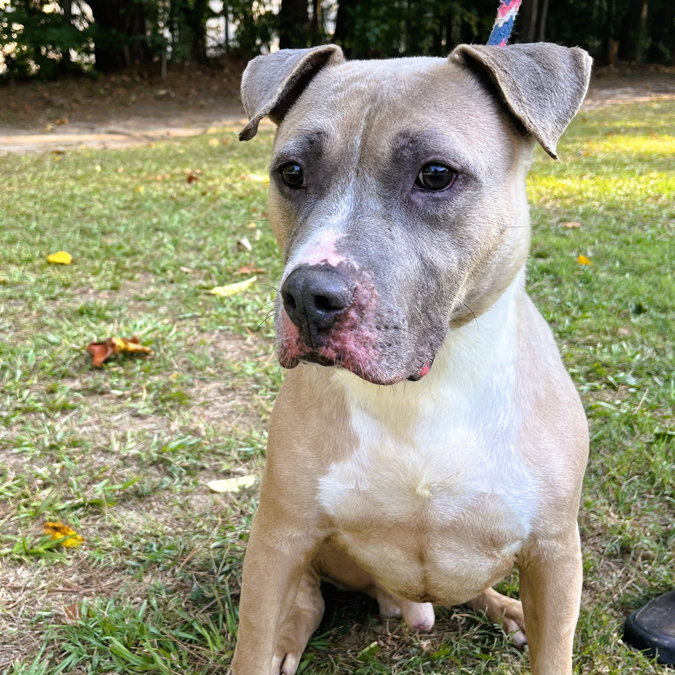 Enlarge Pharaoh, a Adoptable American Staffordshire Terrier in Smyrna, GA image 1/4