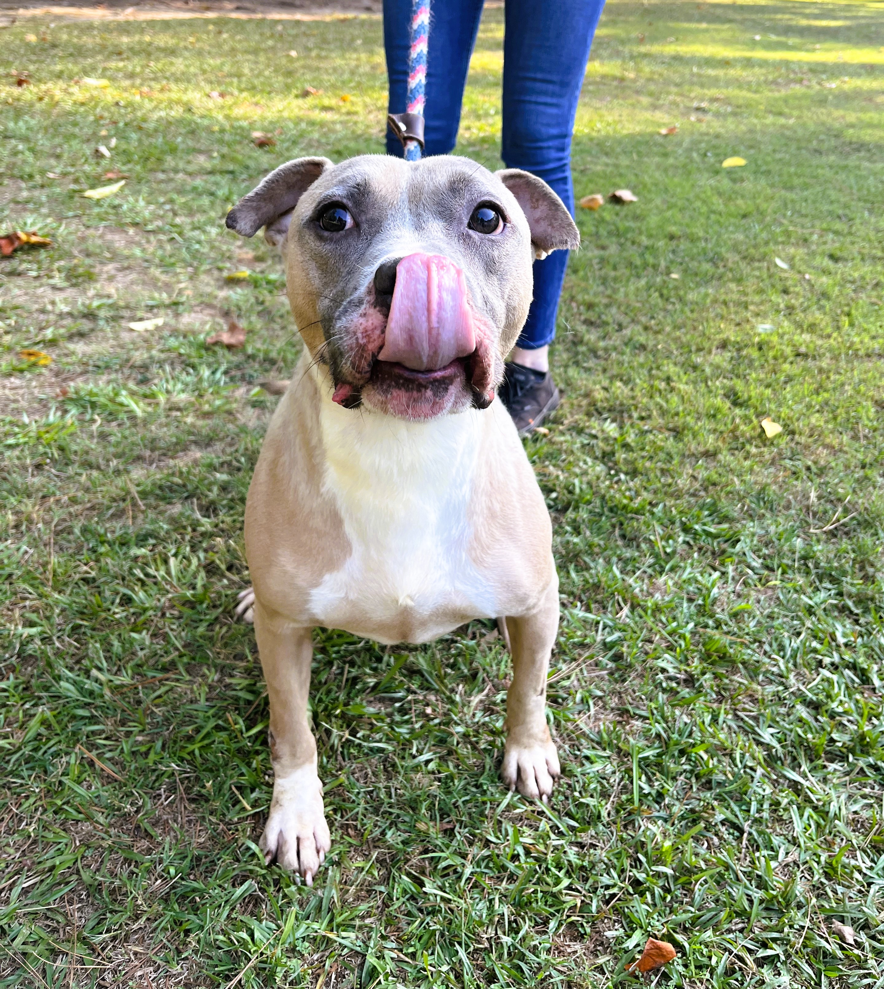 Pharaoh, a Adoptable American Staffordshire Terrier in Smyrna, GA image 3/5