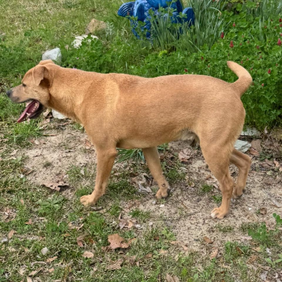 Enlarge Toby, a Adoptable mixed breed in Jamaica Plain, MA image 1/3