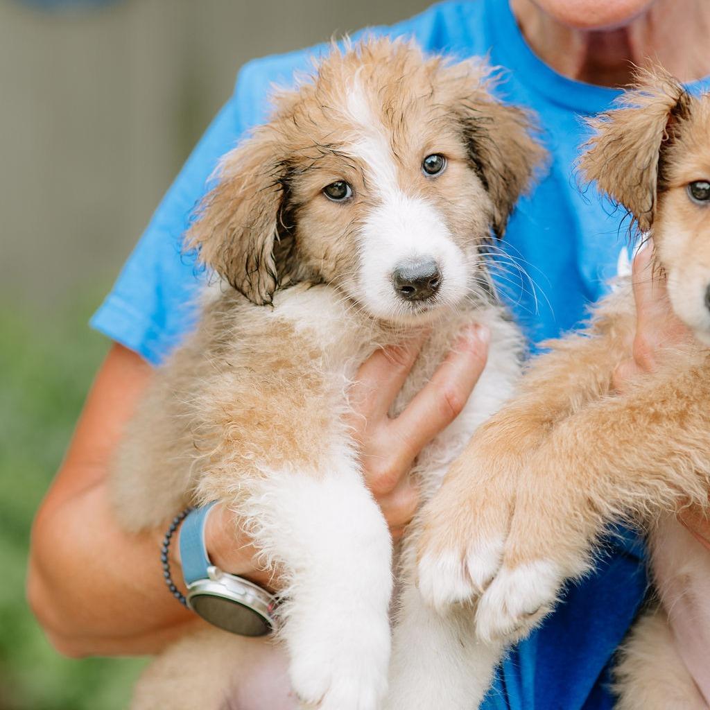 Navy, adopted, Puppy Male Great Pyrenees & Rough Collie.